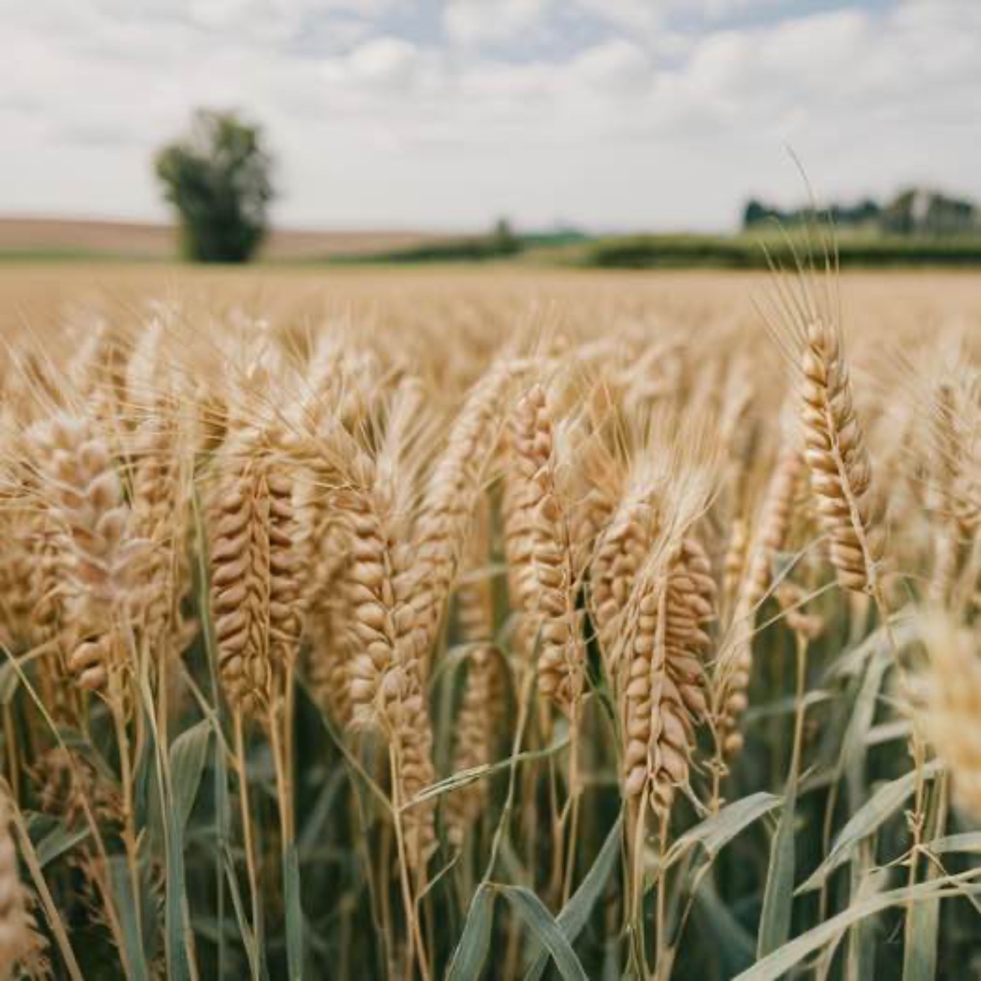 The Wheat and The Weeds | Audio Drama