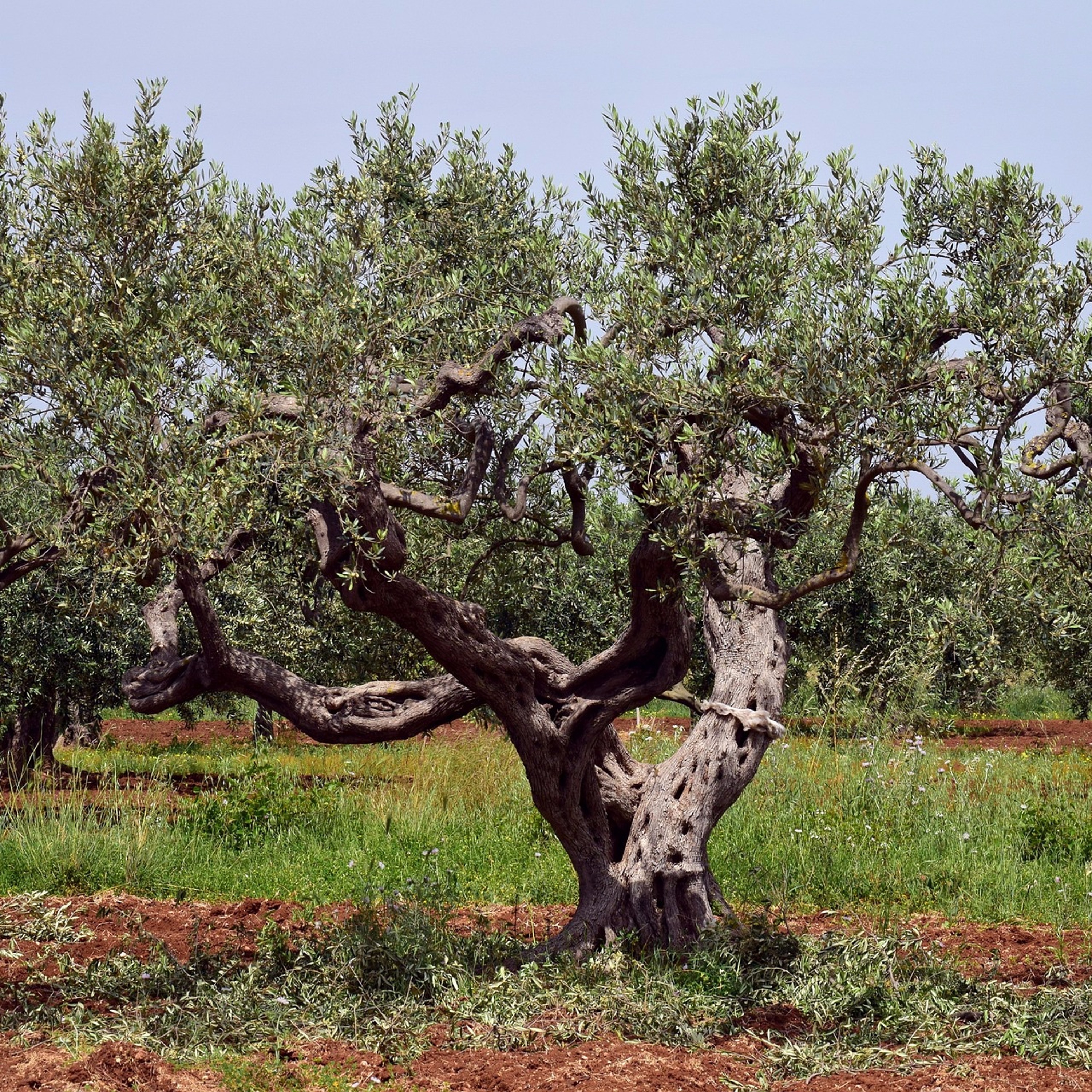 Kantara