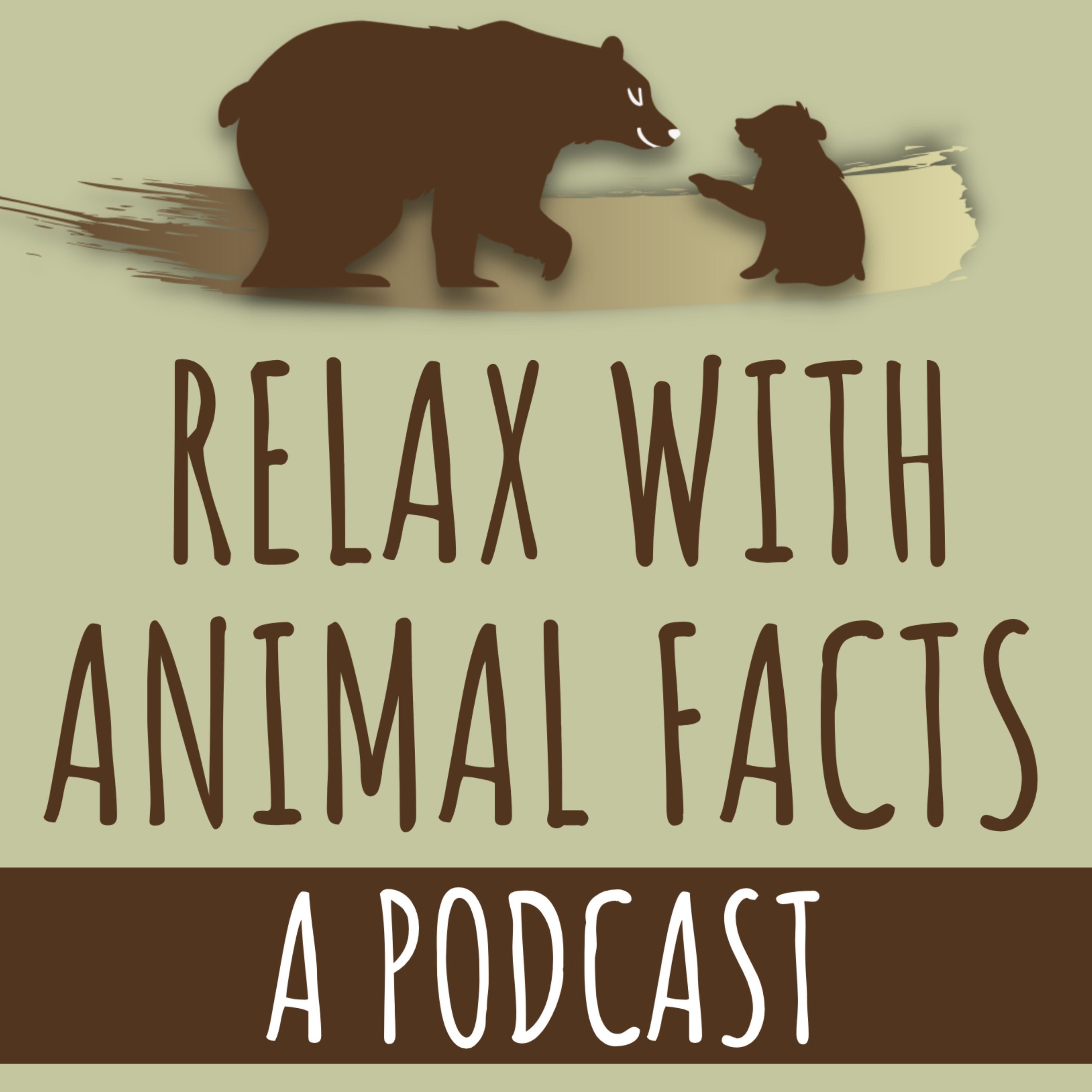 Relax With Animal Facts