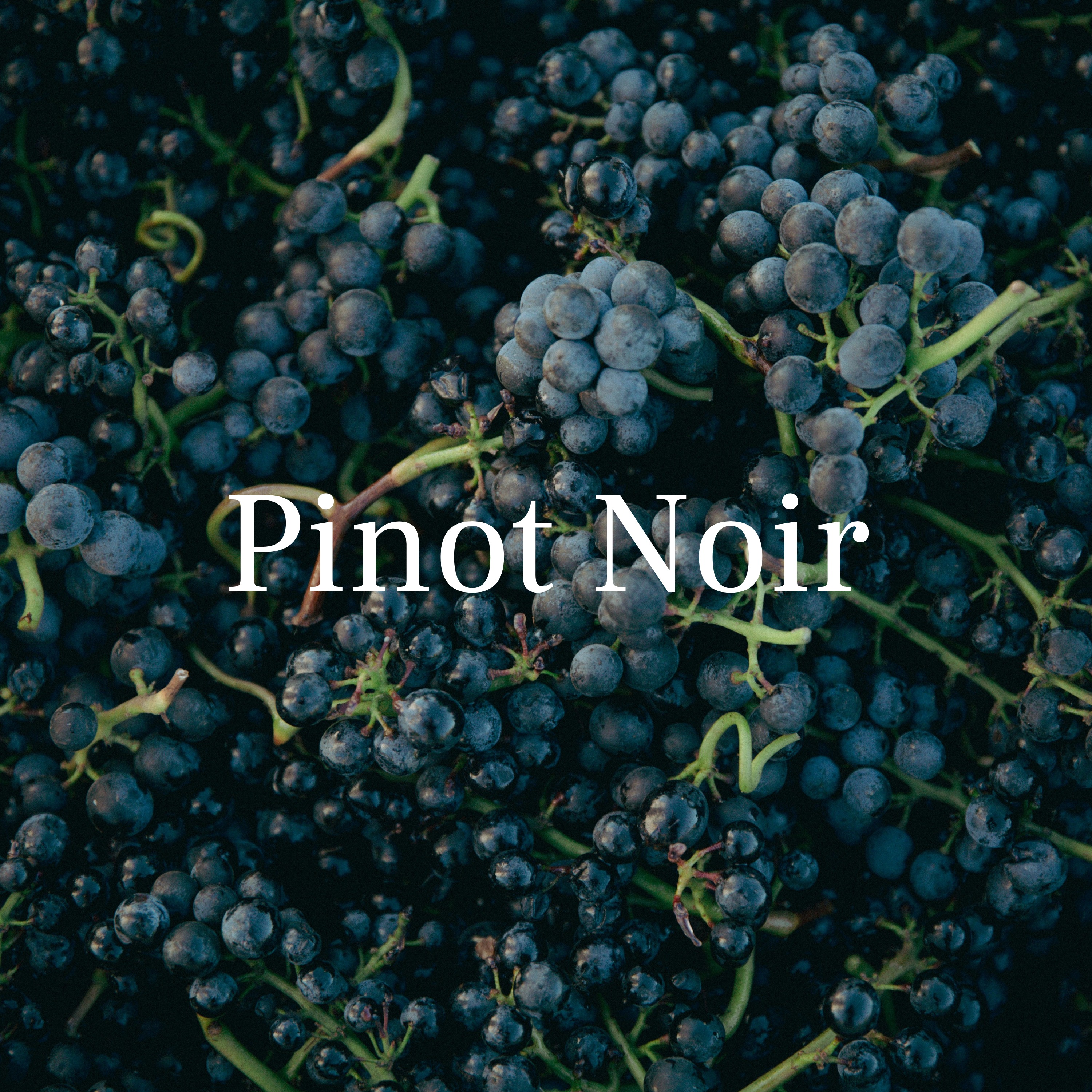 Pinot Noir