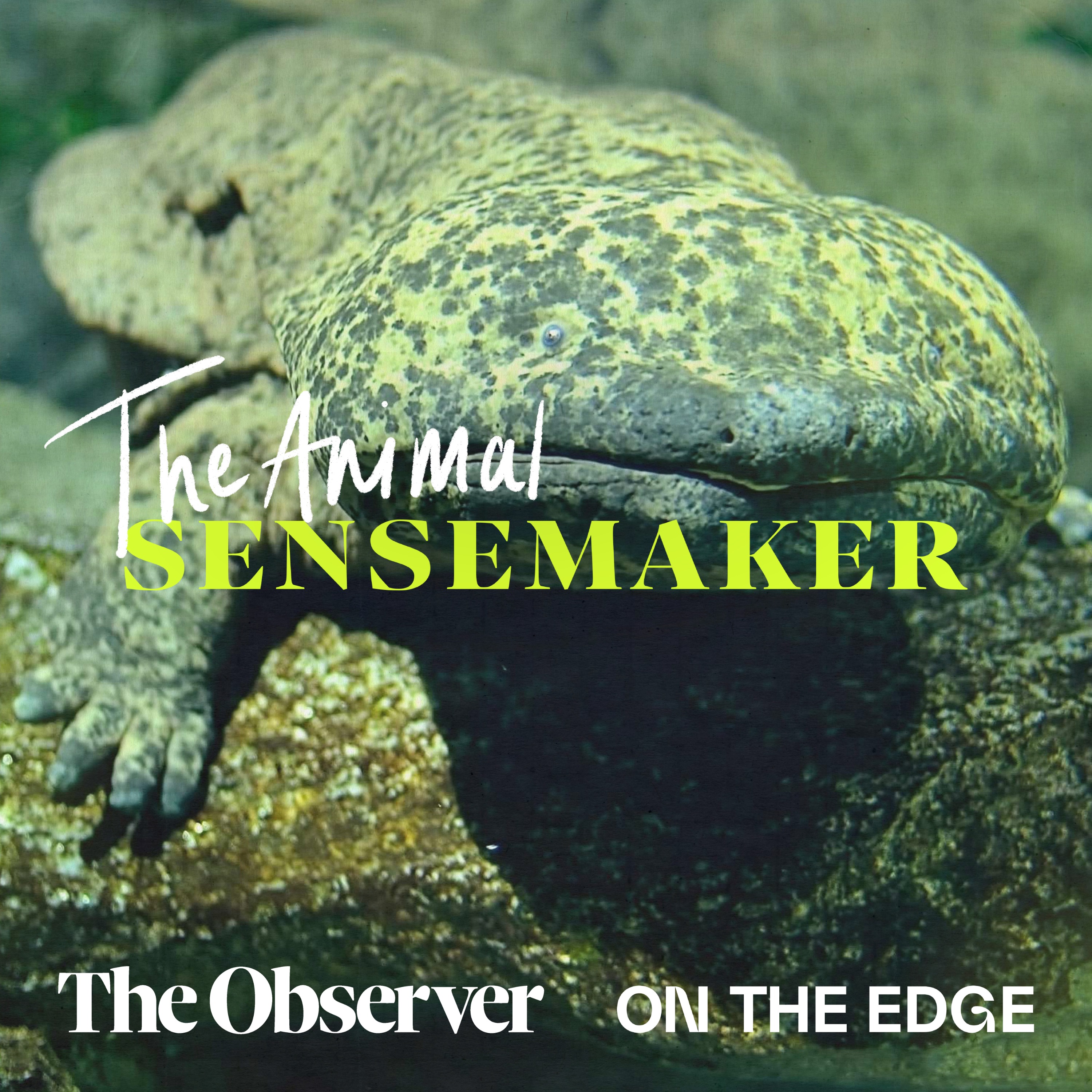 Chinese Giant Salamander: the living fossils episode artwork