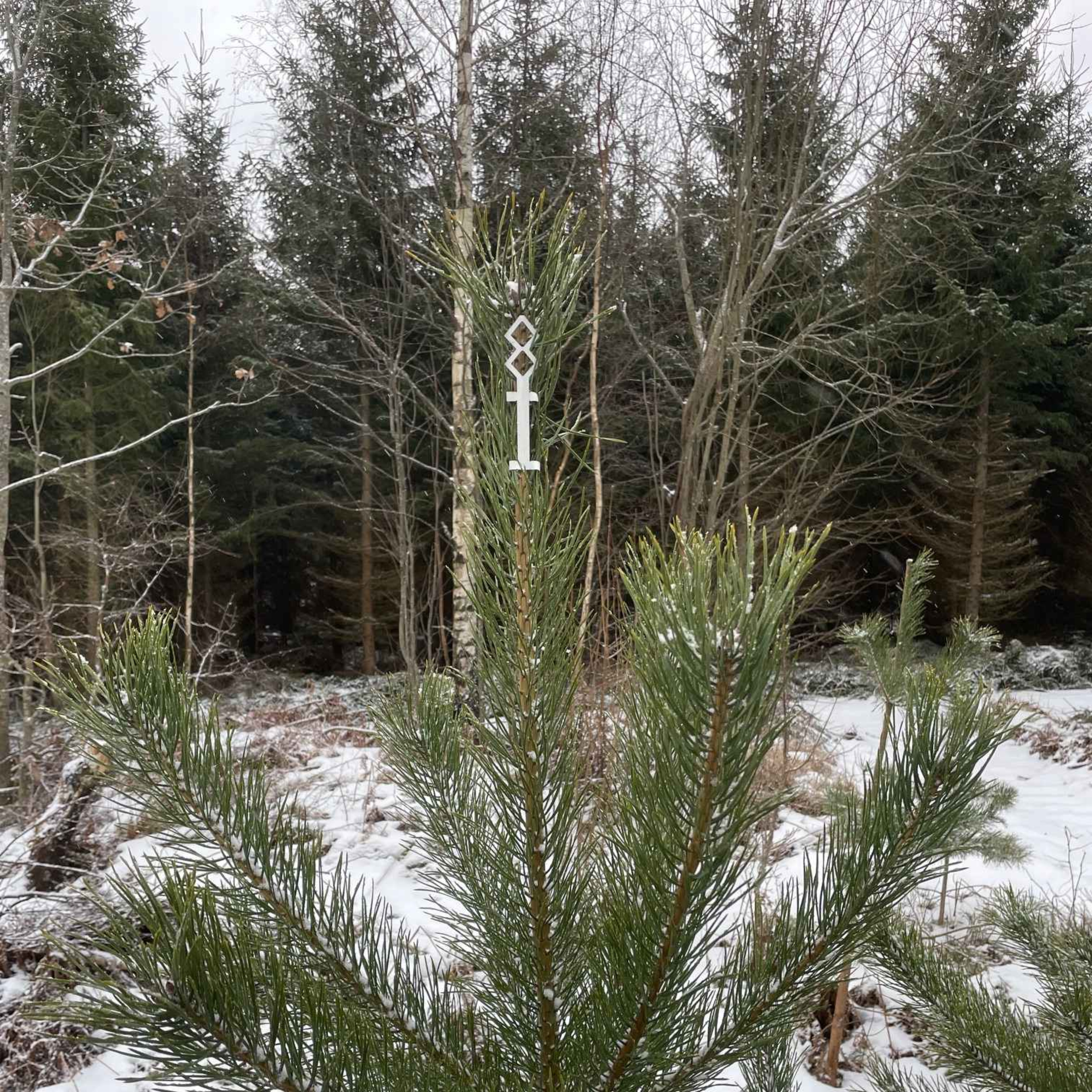 Avsnitt 50 - Odla skogen snabbt eller odla skogen jobbigt?