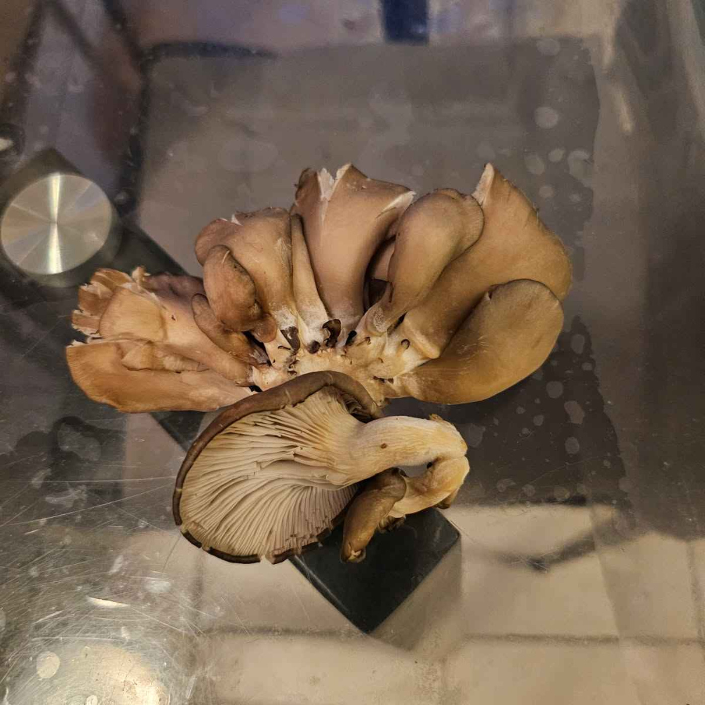 Derrière Chez Vous – Les pleurottes