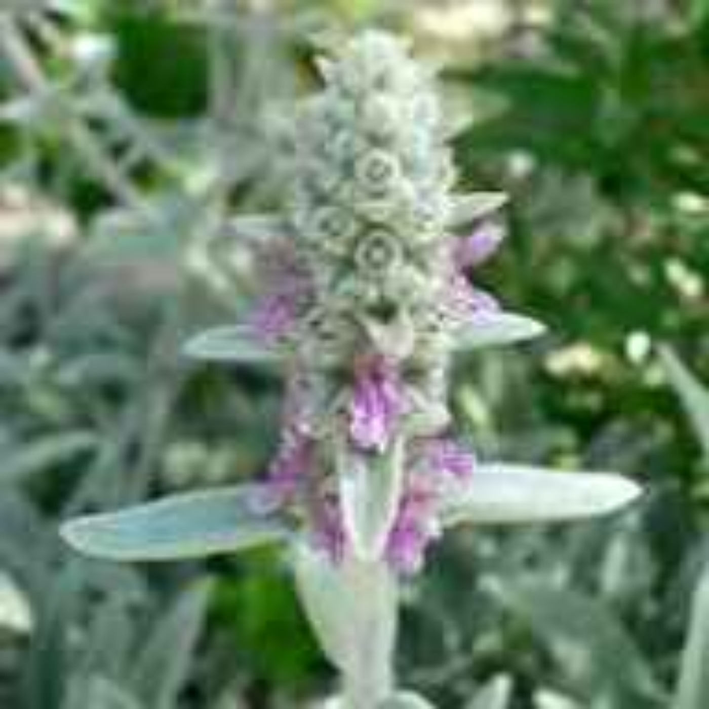 Derrière Chez Vous – Le Stachys Byzantina