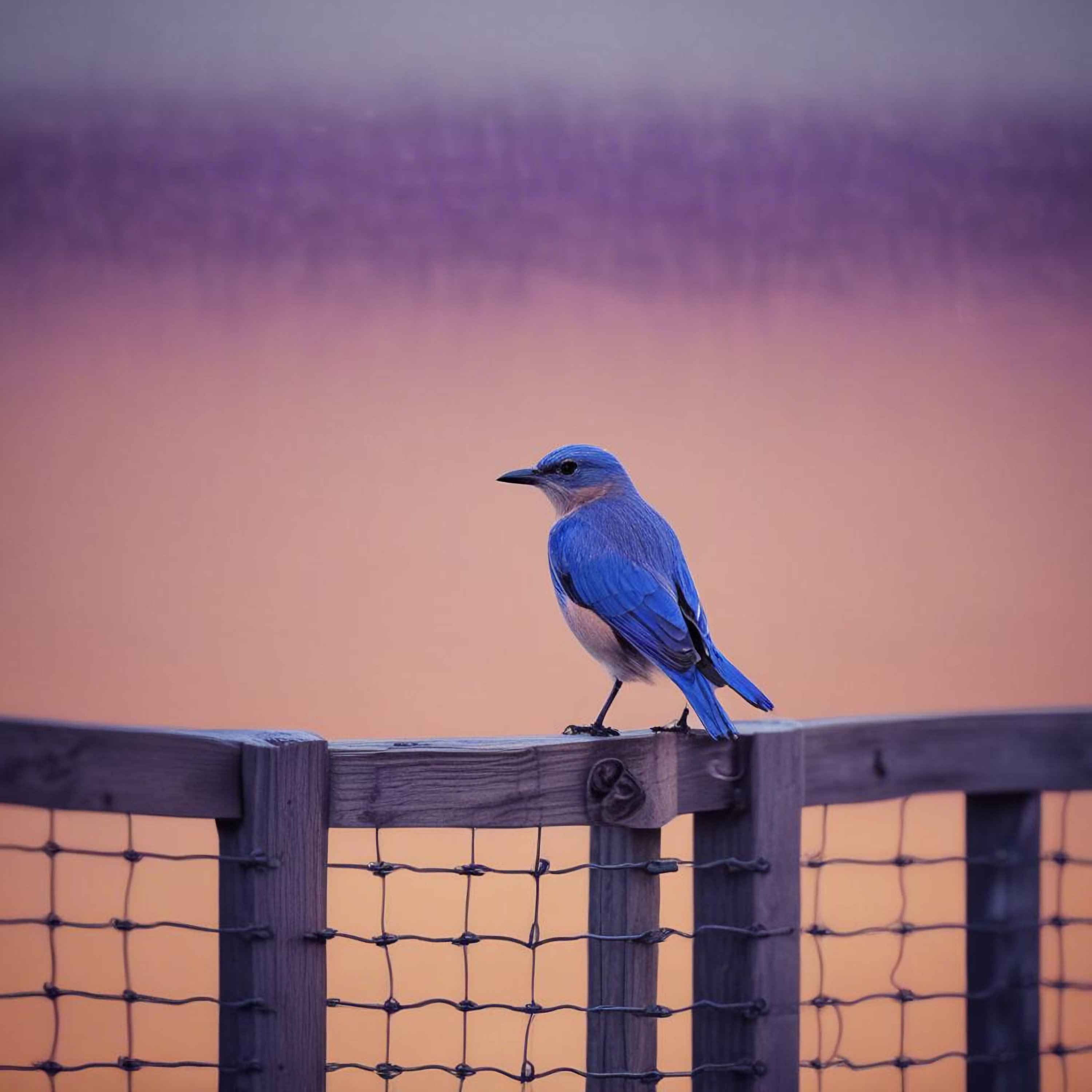 I’ve Got A Little Lonesome And A Lot Of Blue episode artwork