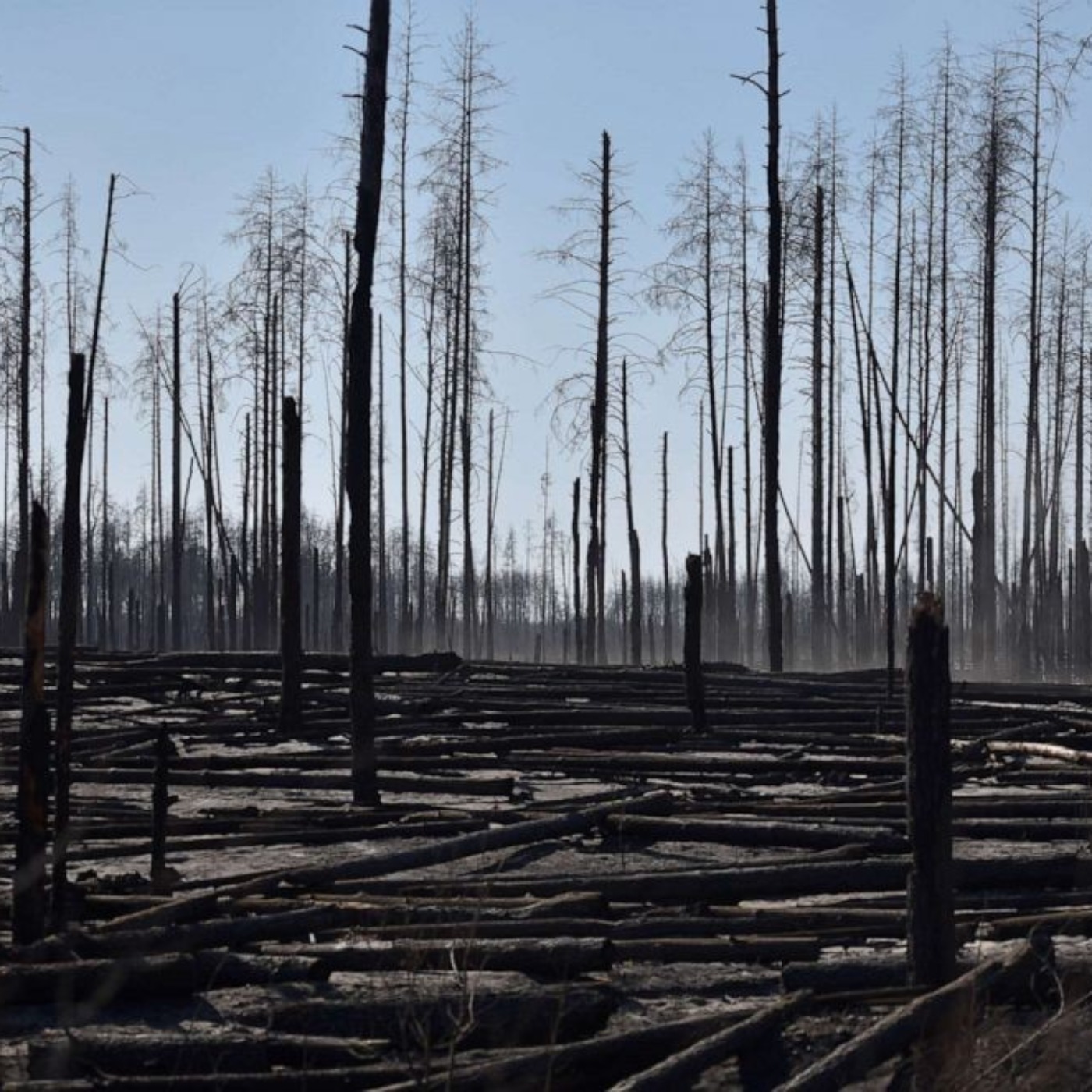 The Deforestation of Eastern Ukraine The Deforestation of Eastern Ukraine