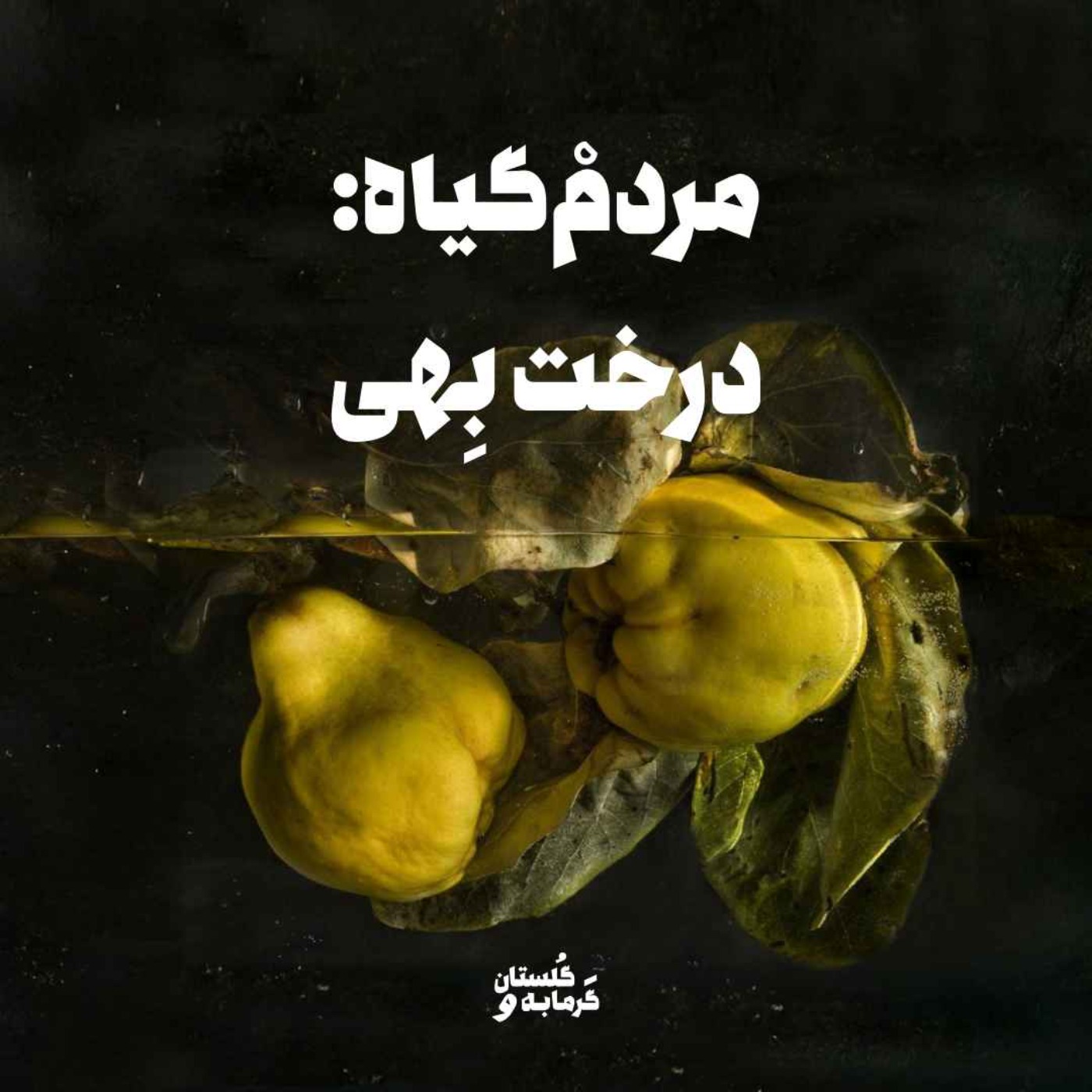 مردمْ‌گیاه: درخت بِهی