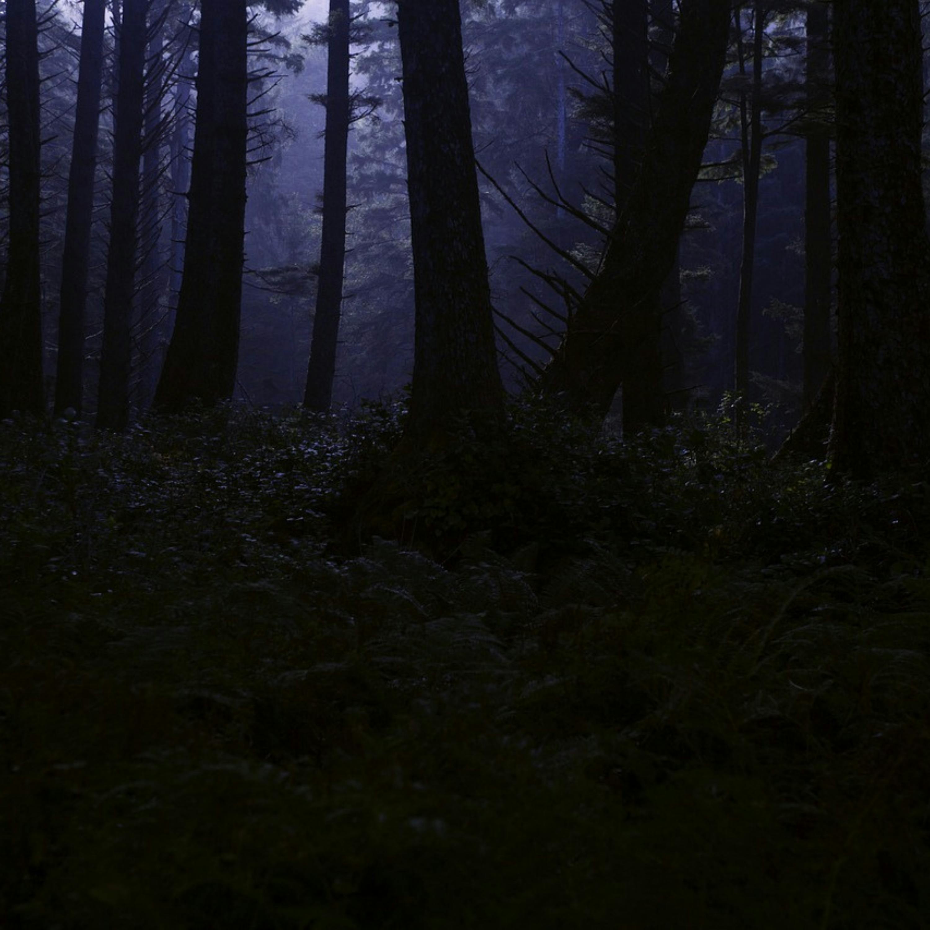 😴🍂🎵 MÚSICA Armoniosa y Sonidos de BOSQUE: El Antídoto al ESTRÉS