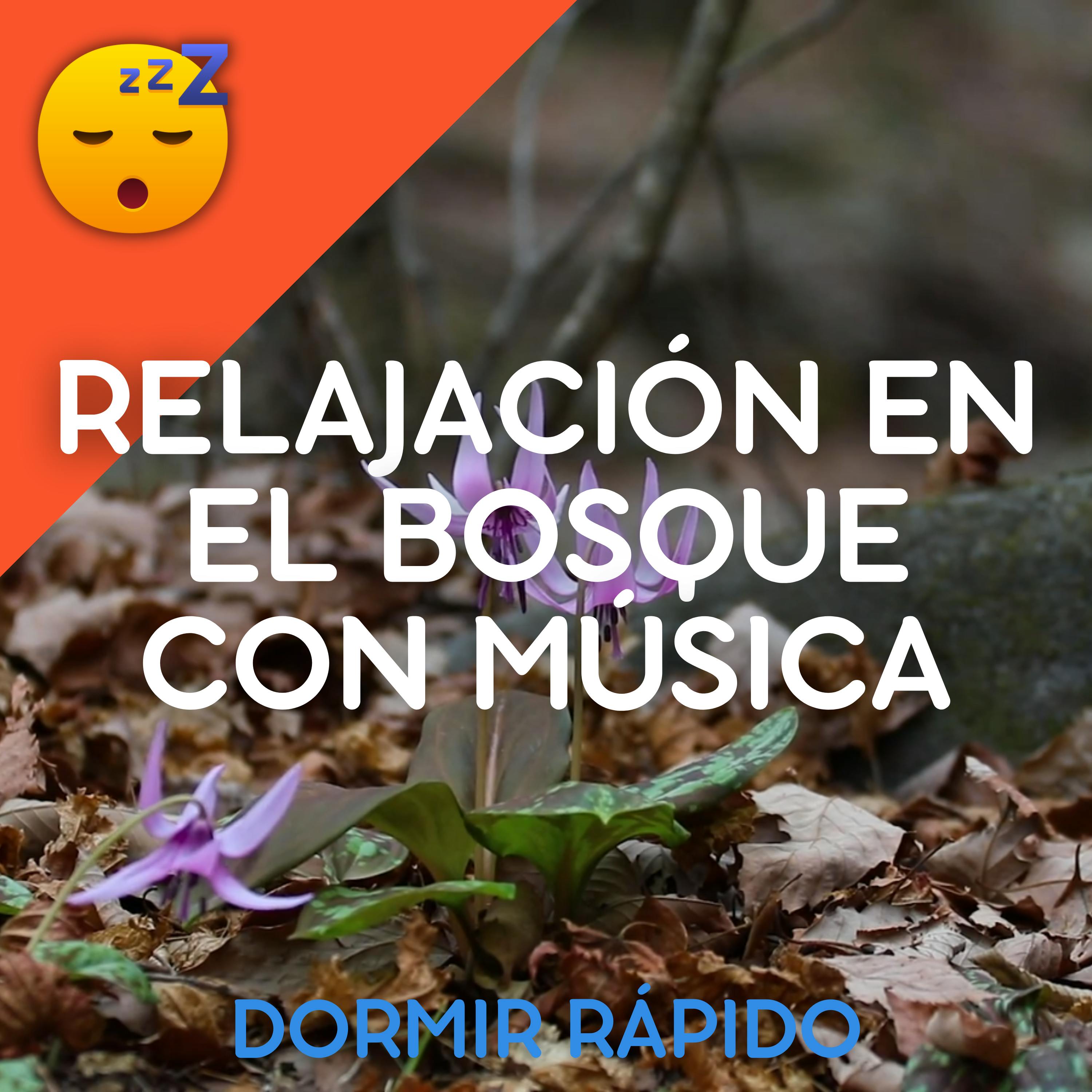 😴🍂🎵 Relajación en el BOSQUE con MÚSICA Suave para un SUEÑO Profundo