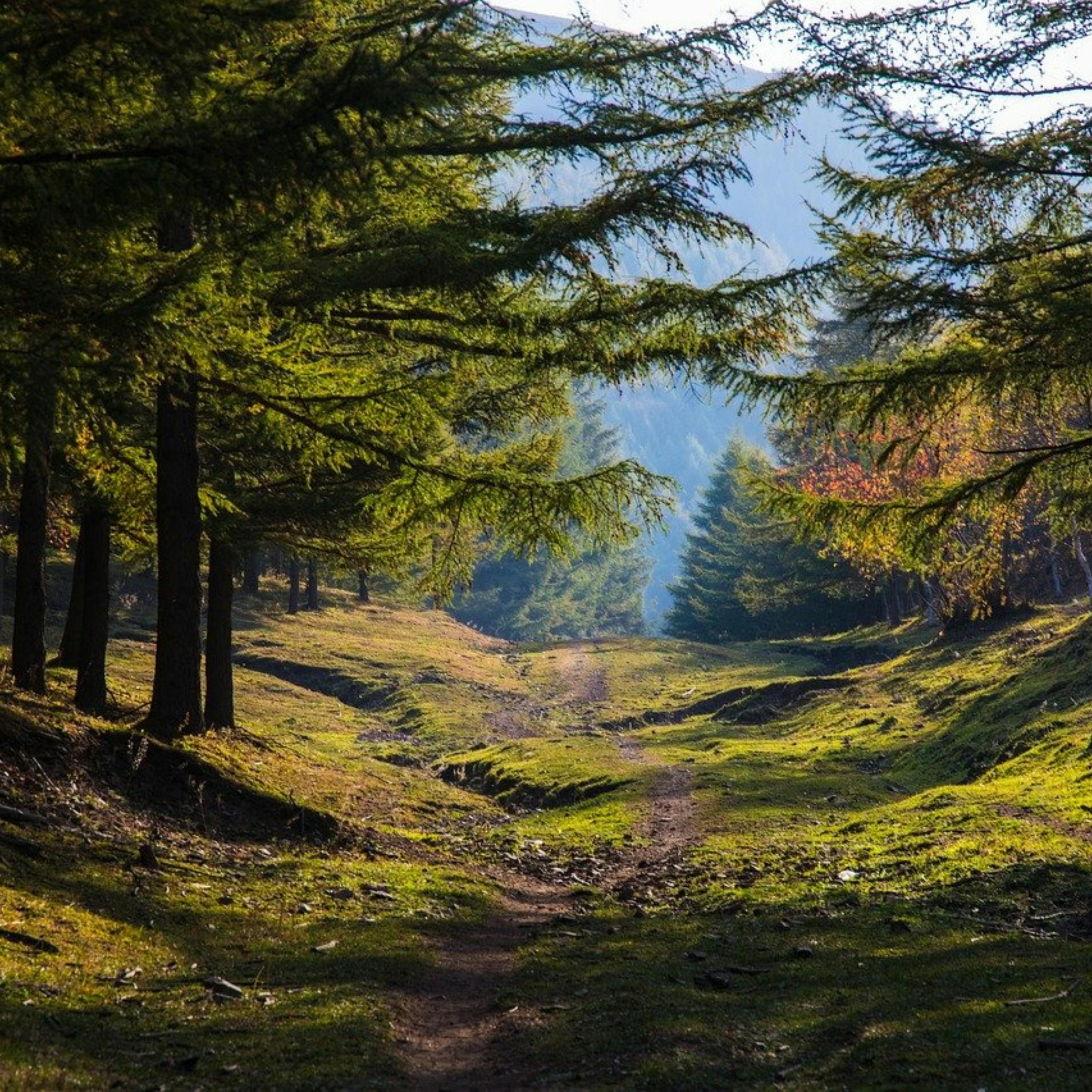 😴🍂🎵 Deja de Pensar y RELÁJATE con los Sonidos del BOSQUE y MÚSICA Suave