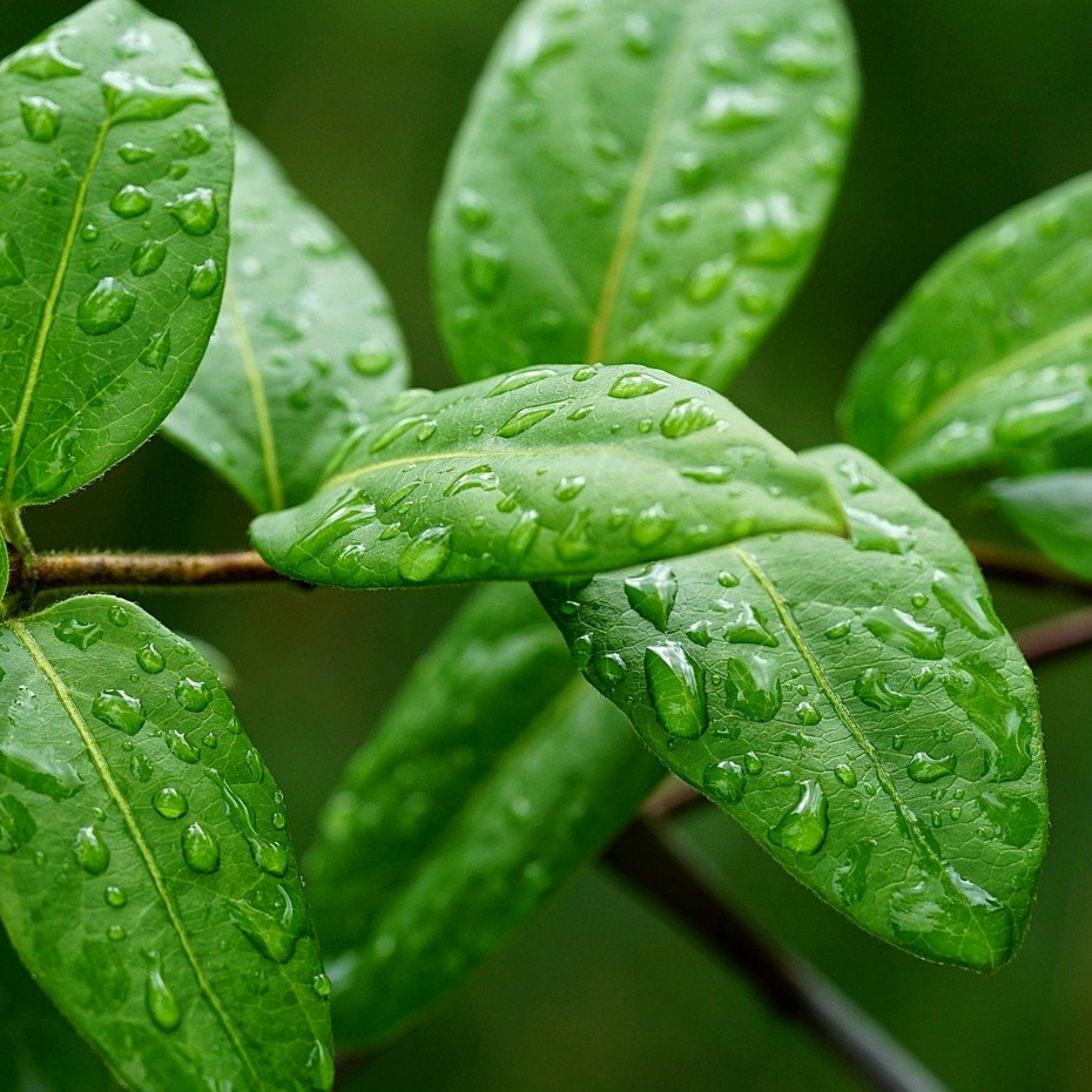 😴🌧️🎵 Sonidos de la LLUVIA y MELODÍA Relajante: Tu Terapia para un SUEÑO de Calidad