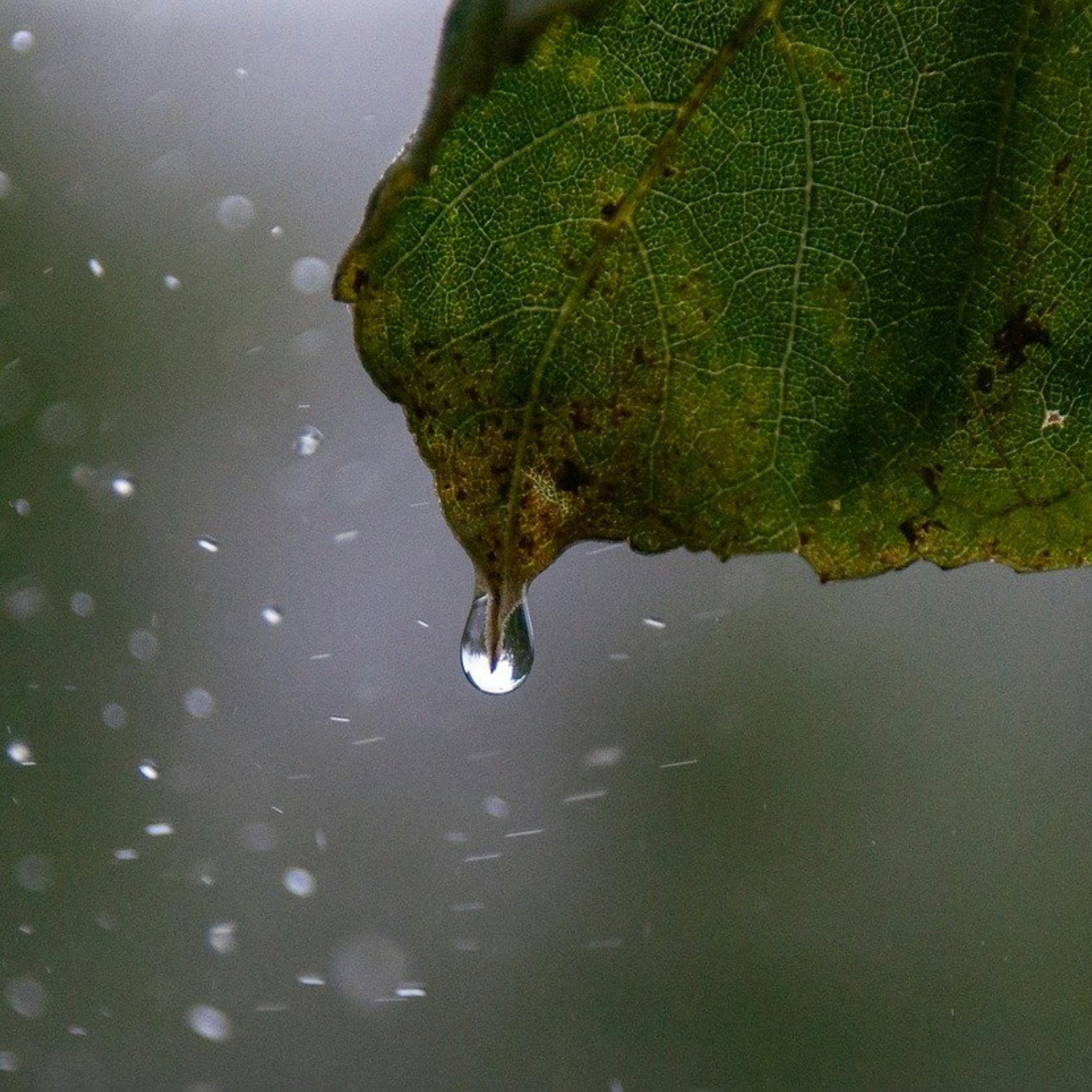 😴🌧️🎵 Suave LLUVIA y MÚSICA, el Dúo Perfecto para una buena NOCHE de SUEÑO