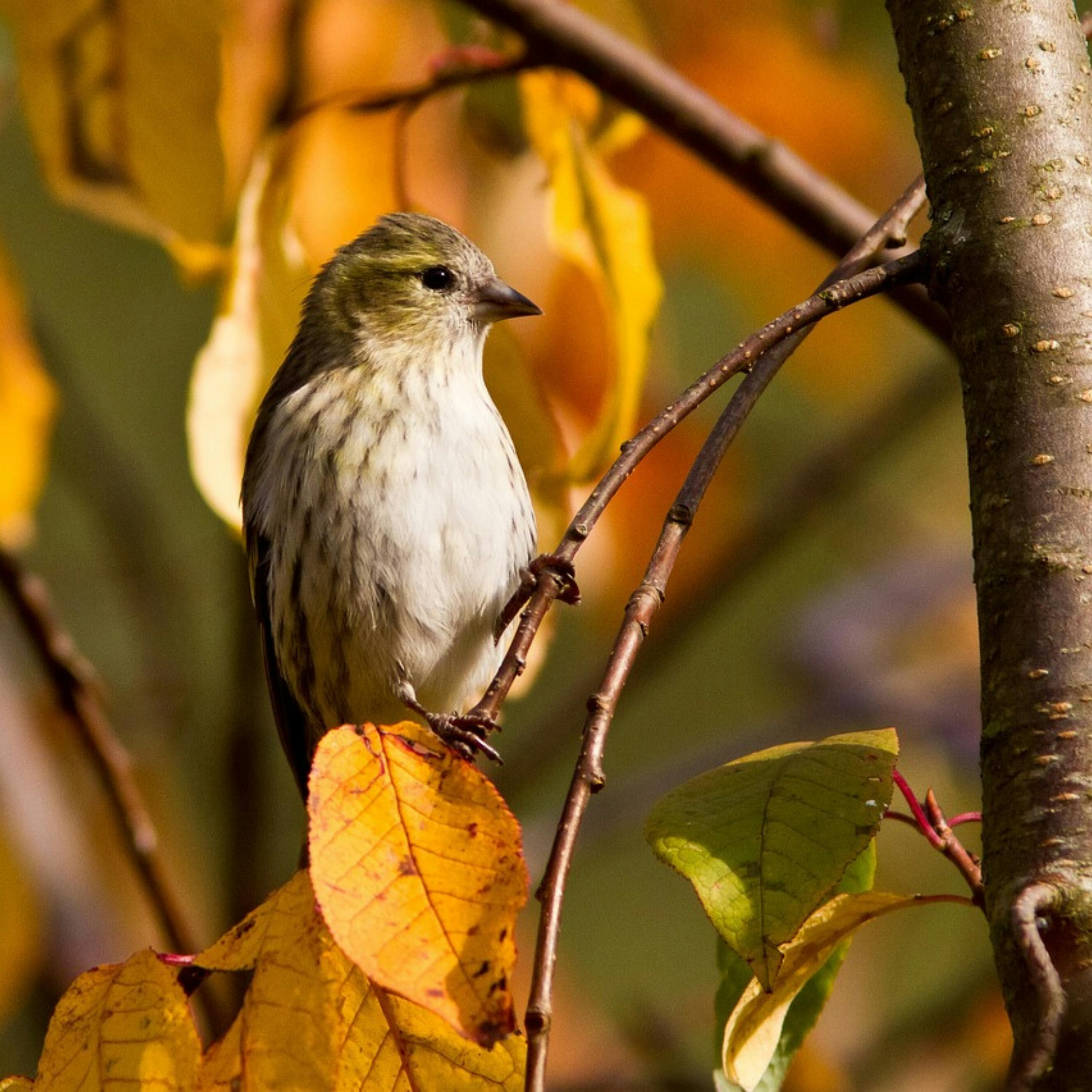 😴🍂🎵 El Sonido Auténtico de los PÁJAROS y MÚSICA para una Noche Tranquila