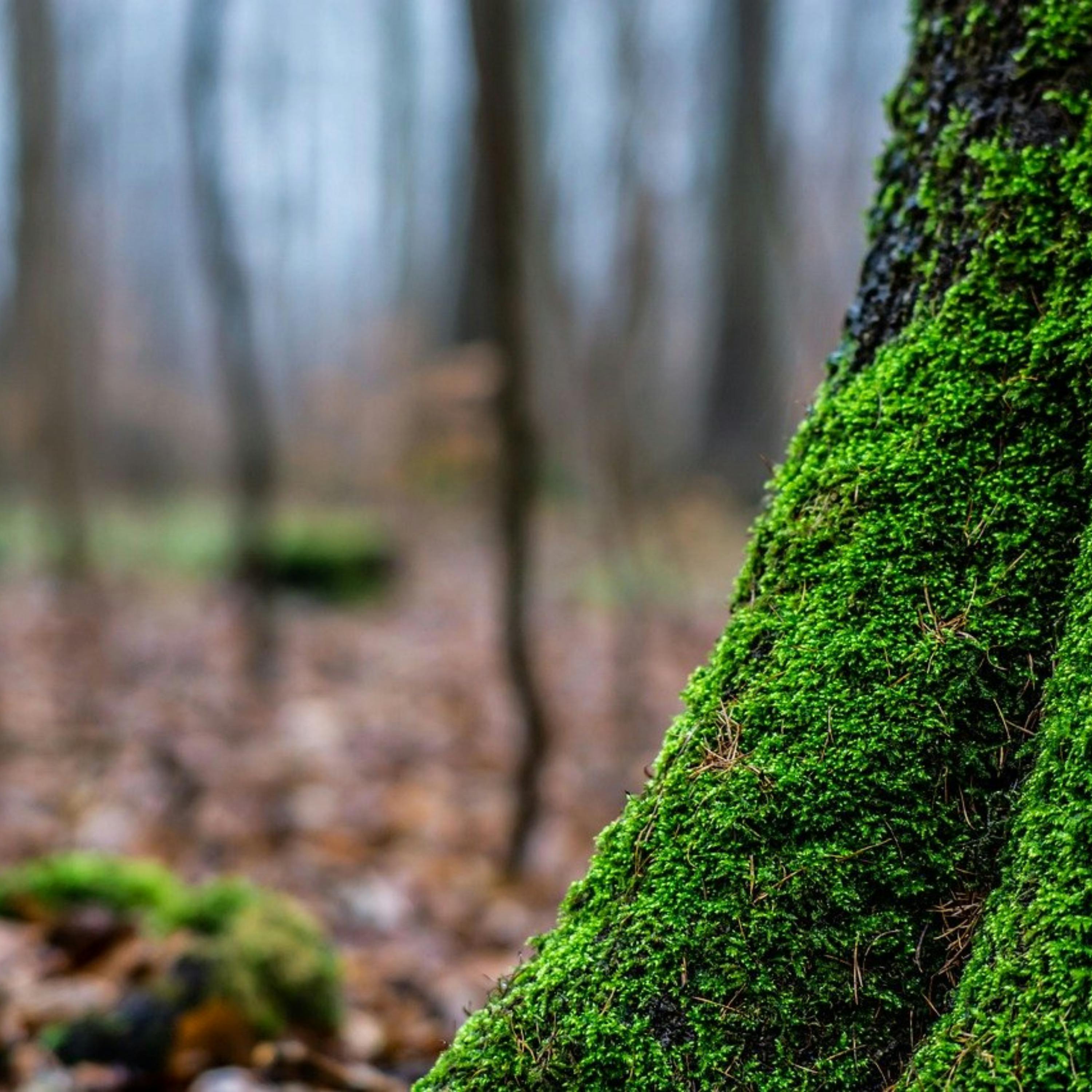 😴🍂🎵 Escucha la MÚSICA y Siente el BOSQUE para un SUEÑO Garantizado
