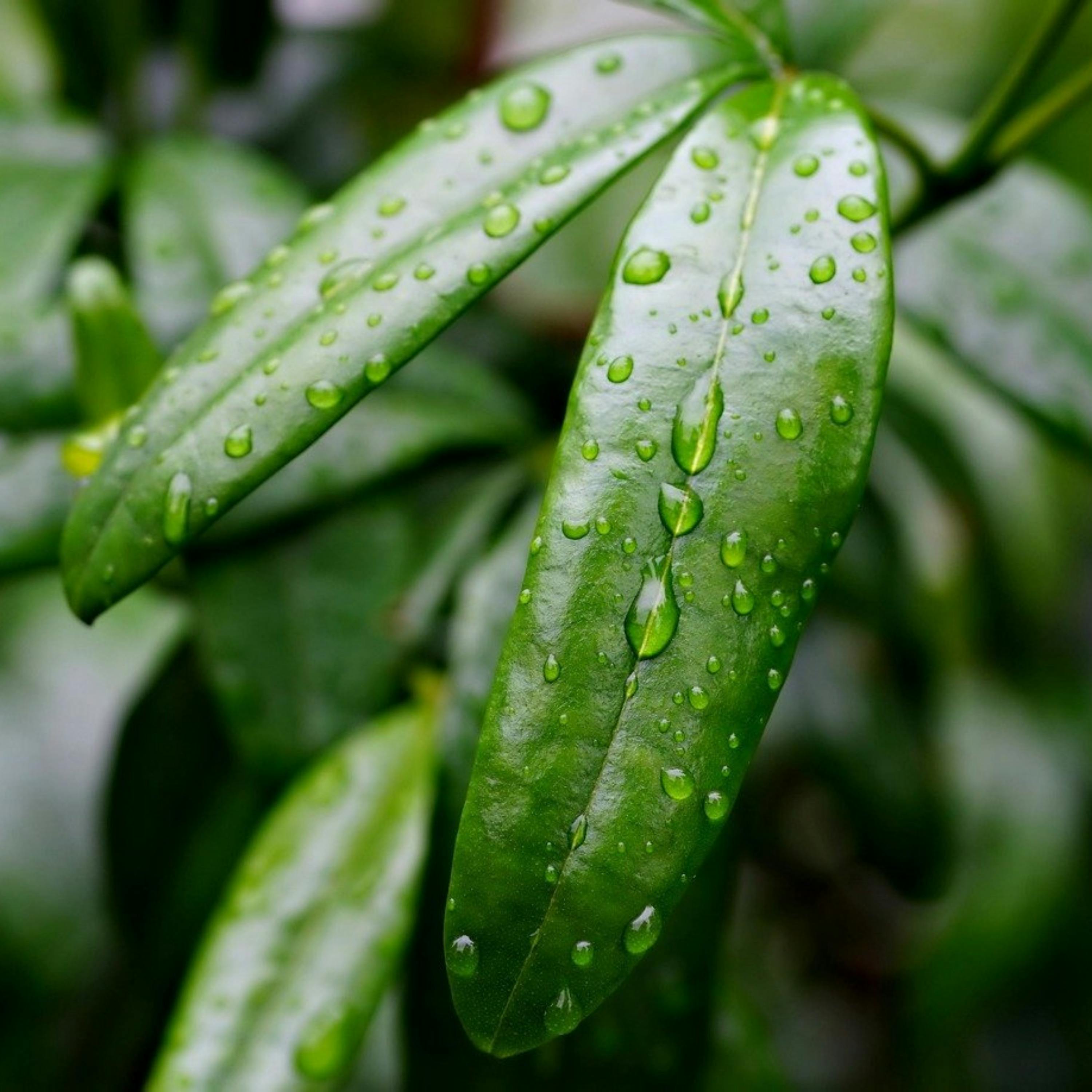 😴🌧️🎵 Escucha la LLUVIA y la MÚSICA Calmante, un Remedio Natural para una NOCHE Tranquila