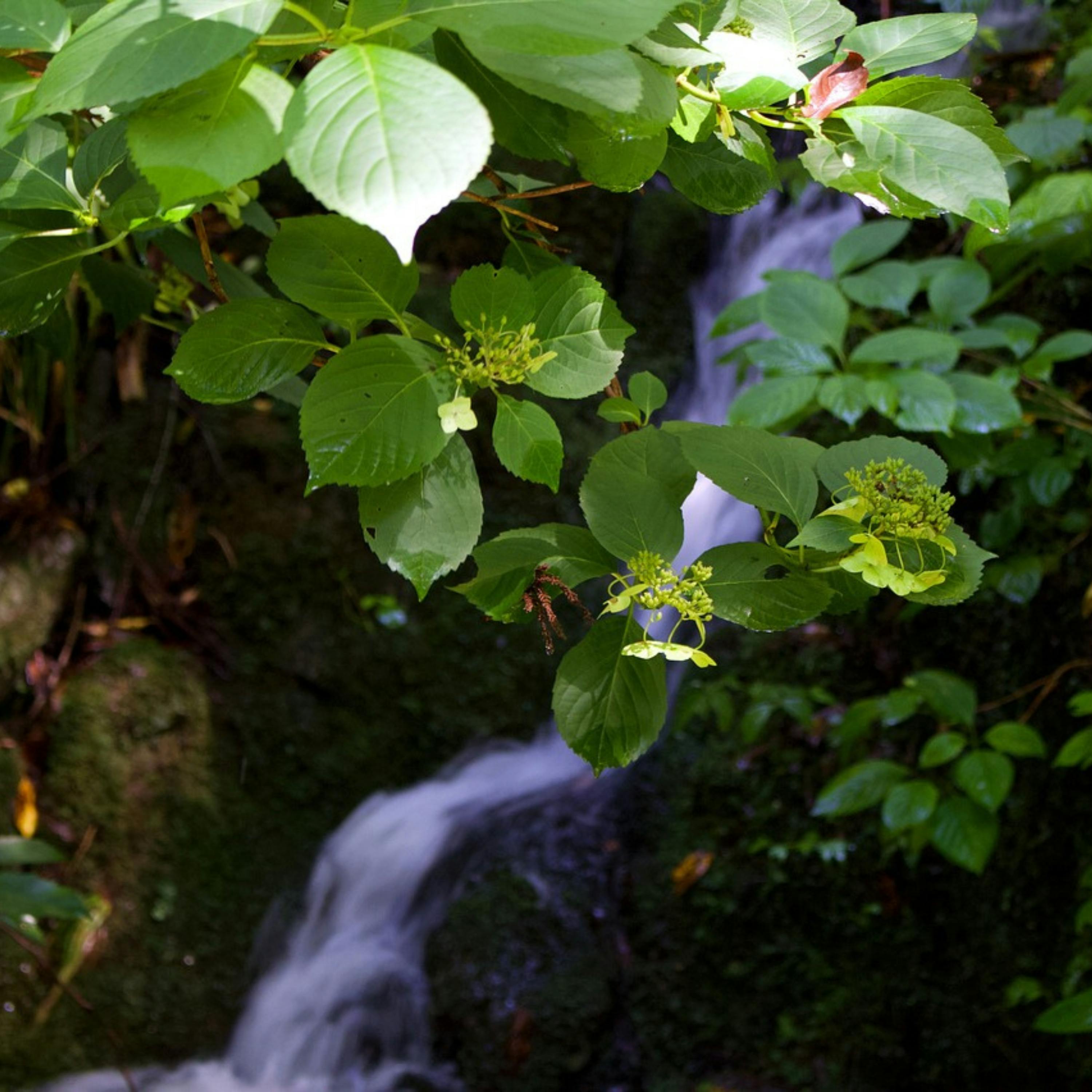 😴💧🎵 Encuentra un SUEÑO Profundo con el Sonido de una CASCADA y MÚSICA Relajante