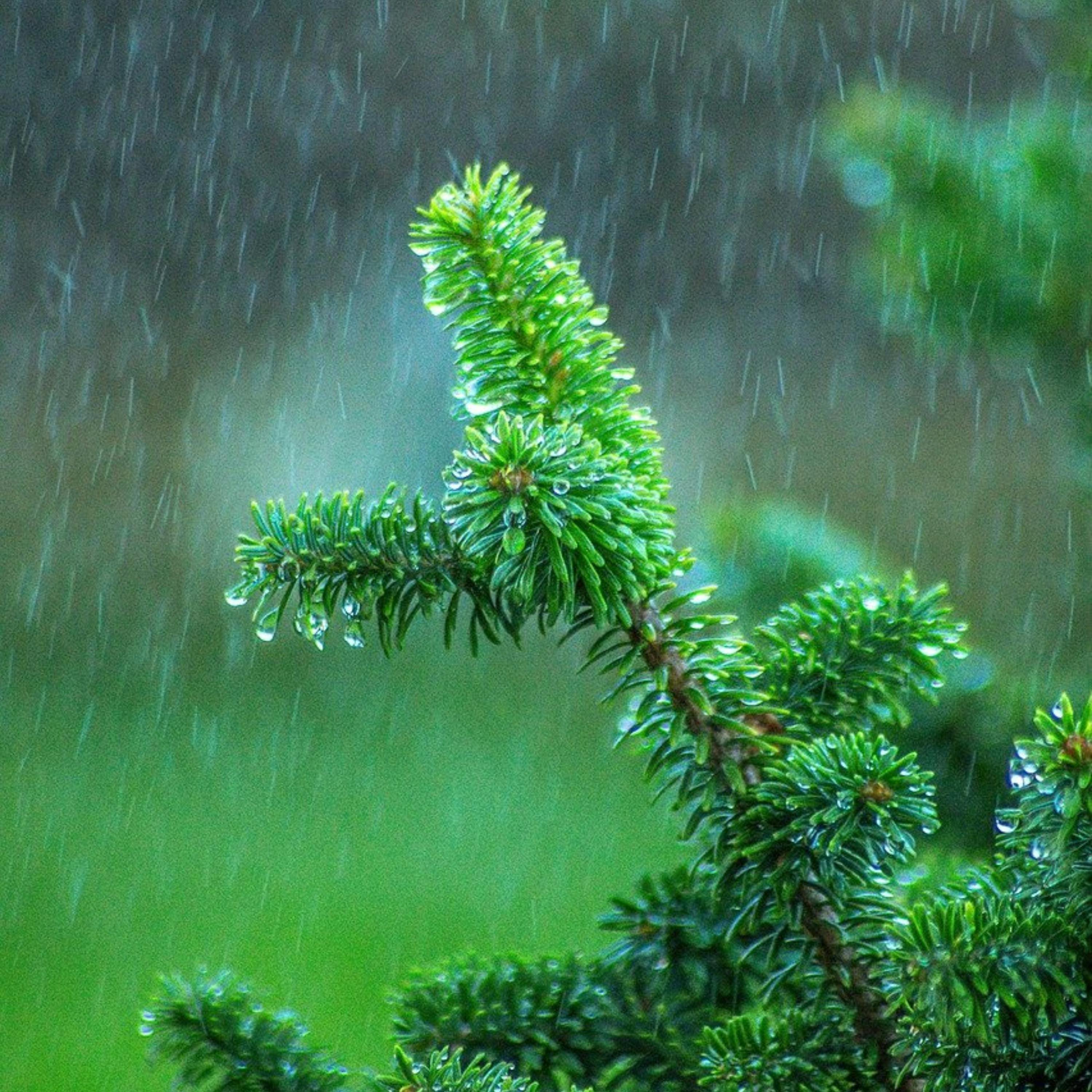 😴🌧️🎵 DUÉRMETE con la Sinfonía de la LLUVIA Fina y la MÚSICA Suave