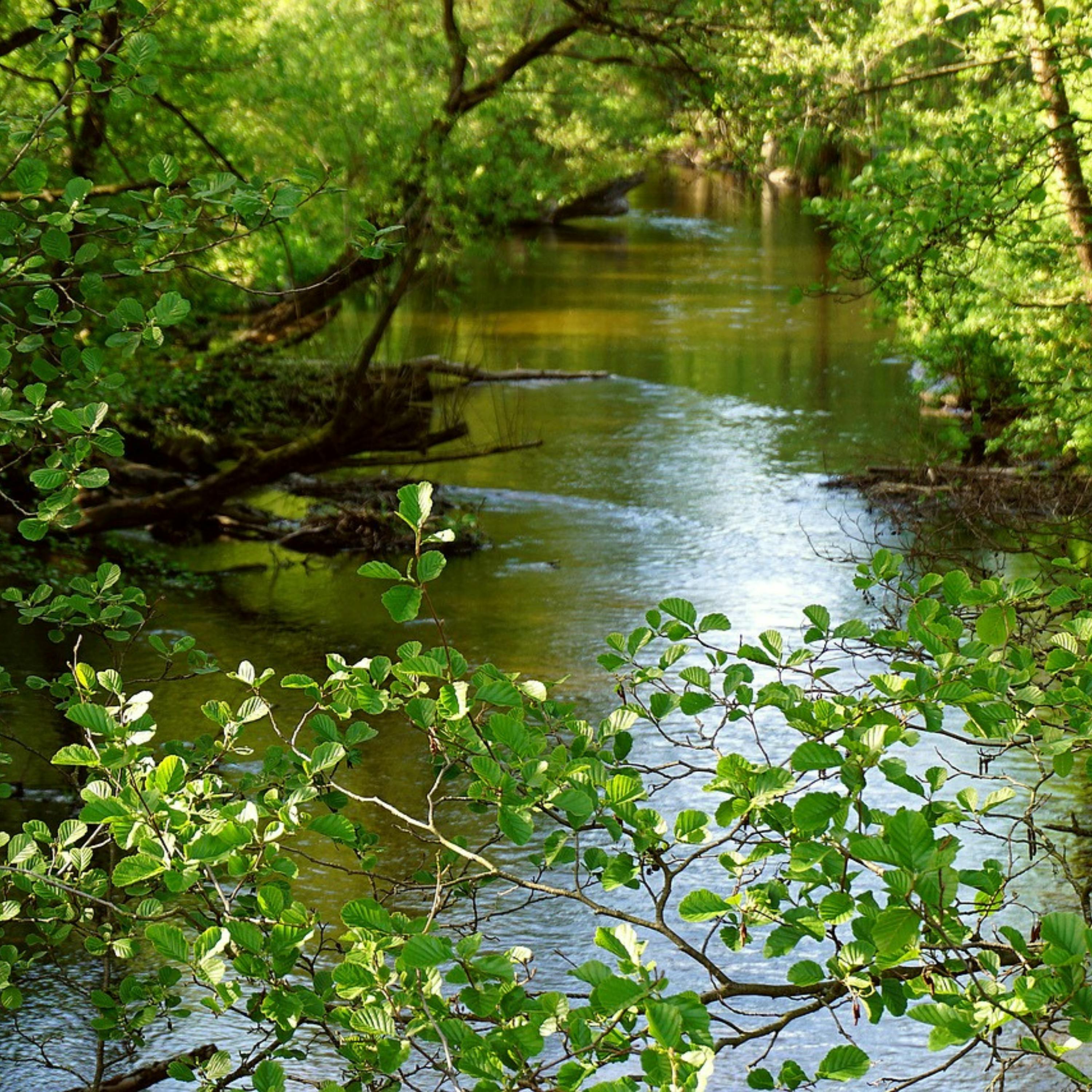 😴💧🎵 Encuentra un SUEÑO Profundo con el Sonido de la Corriente del RÍO y una MÚSICA Relajante
