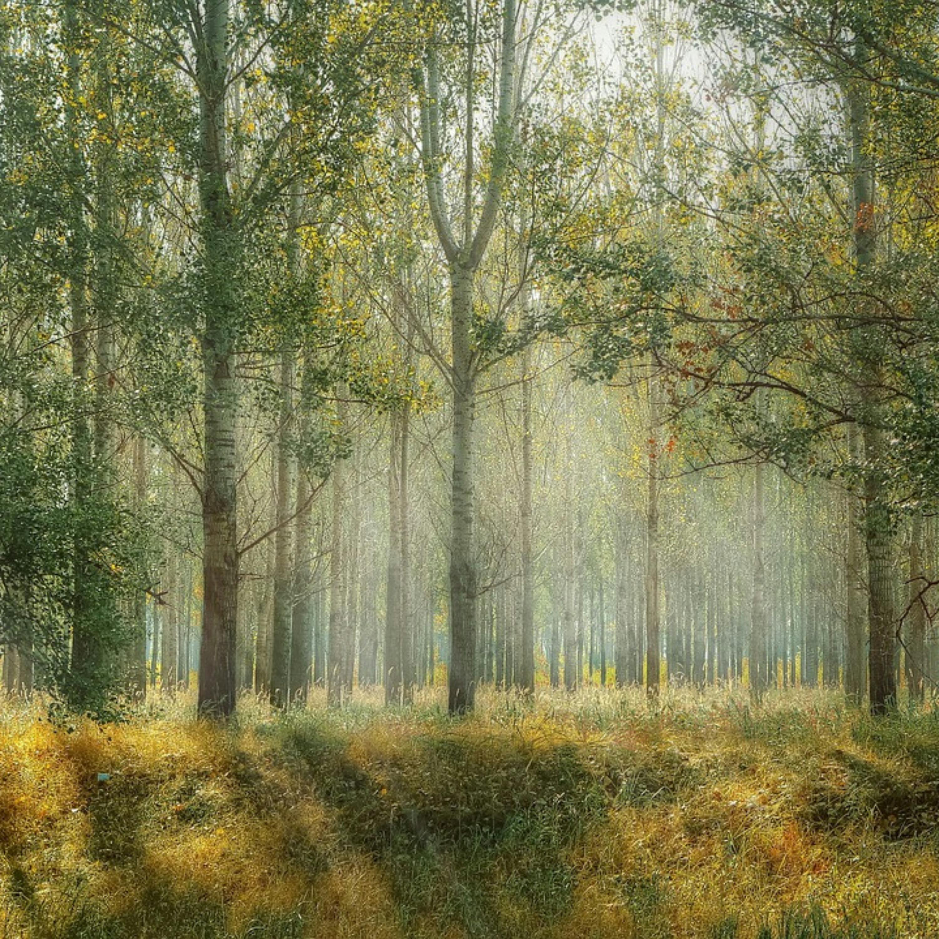 😴🍂🎵 RELAJACIÓN Profunda gracias al Sonido del BOSQUE aliado a una MÚSICA Calma
