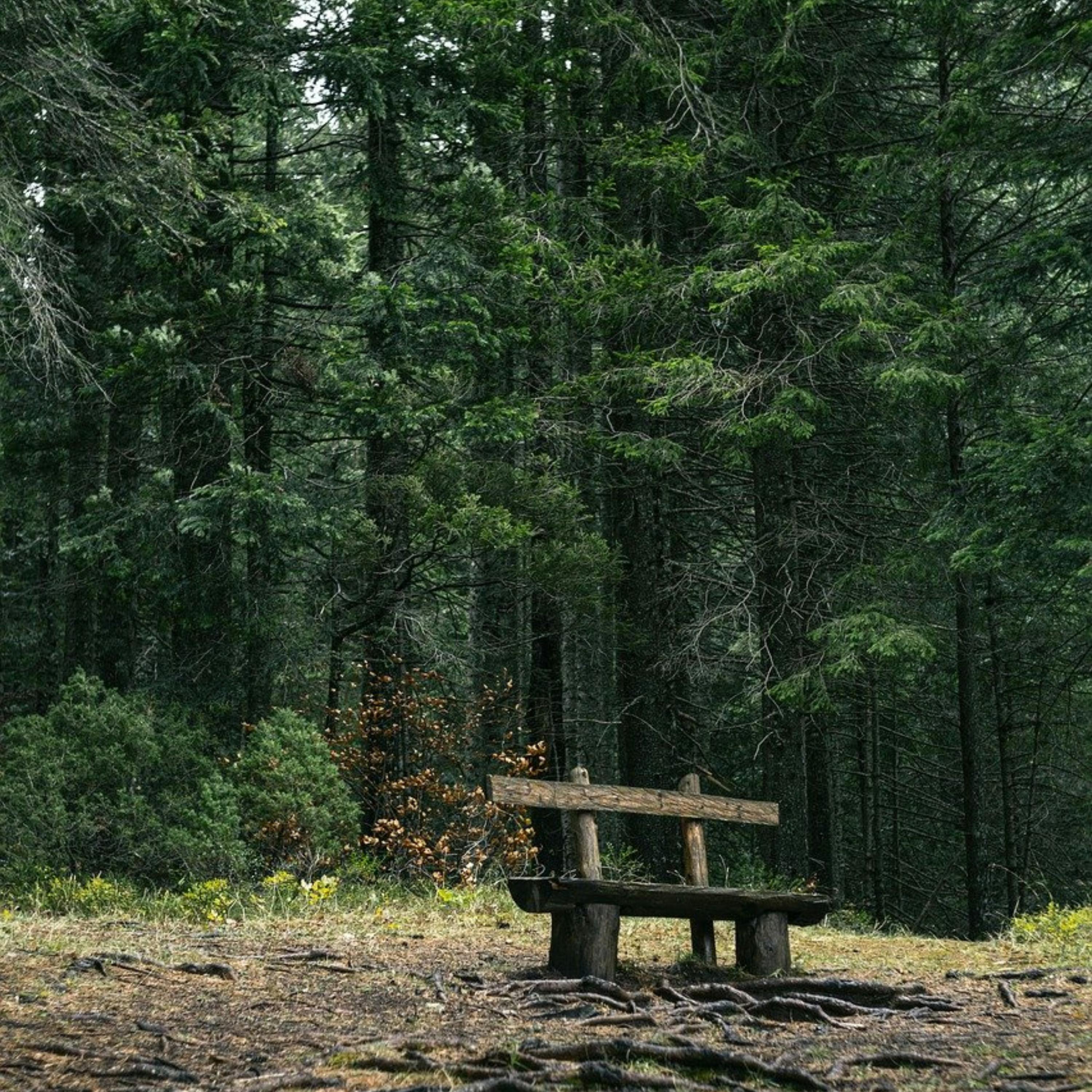 😴🍂🎵 Fusiona los Sonidos Fascinantes de la NATURALEZA con una Música Suave para un SUEÑO Tranquilo
