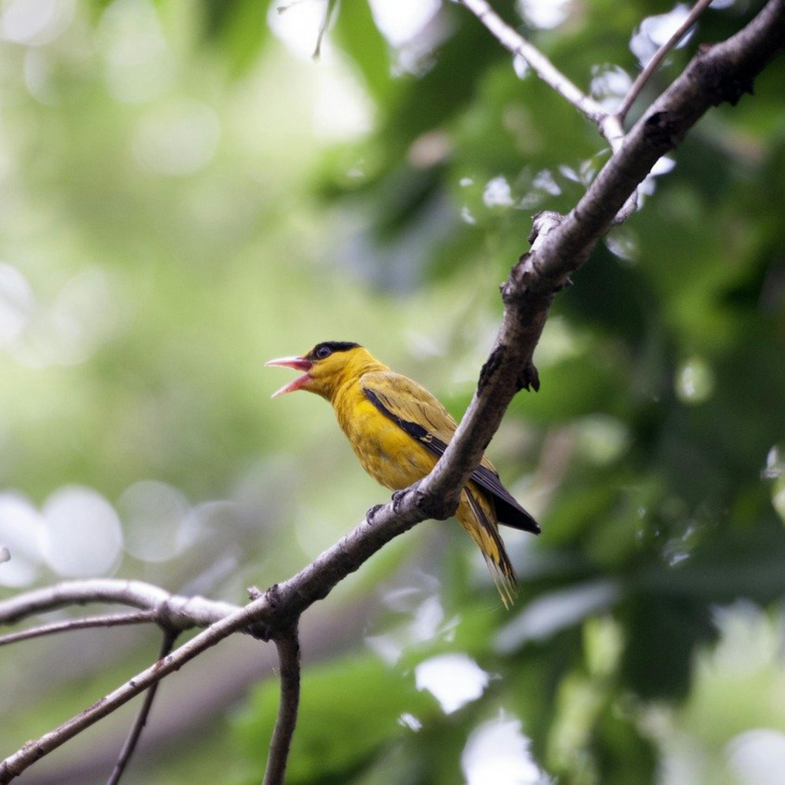 😴🍂🎵 Escapar con el Sonido de los PÁJAROS y una MÚSICA Suave para Mejorar su SUEÑO