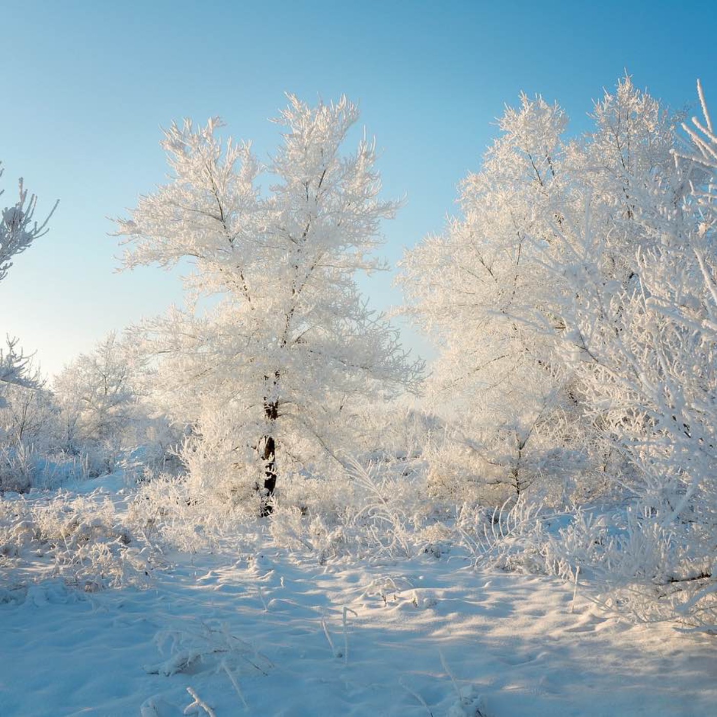 Der Dezember - Der Frieden episode artwork
