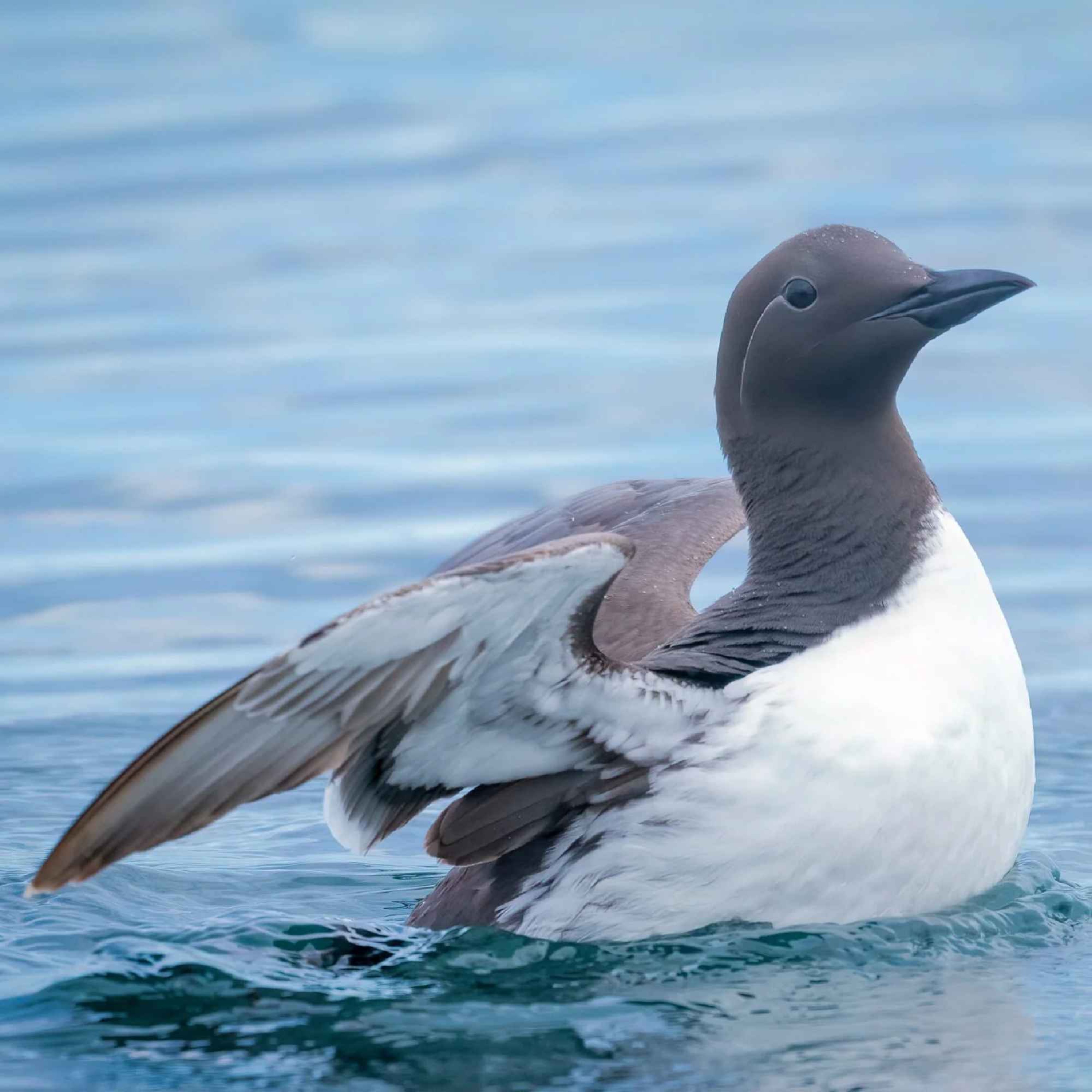 Common Murres