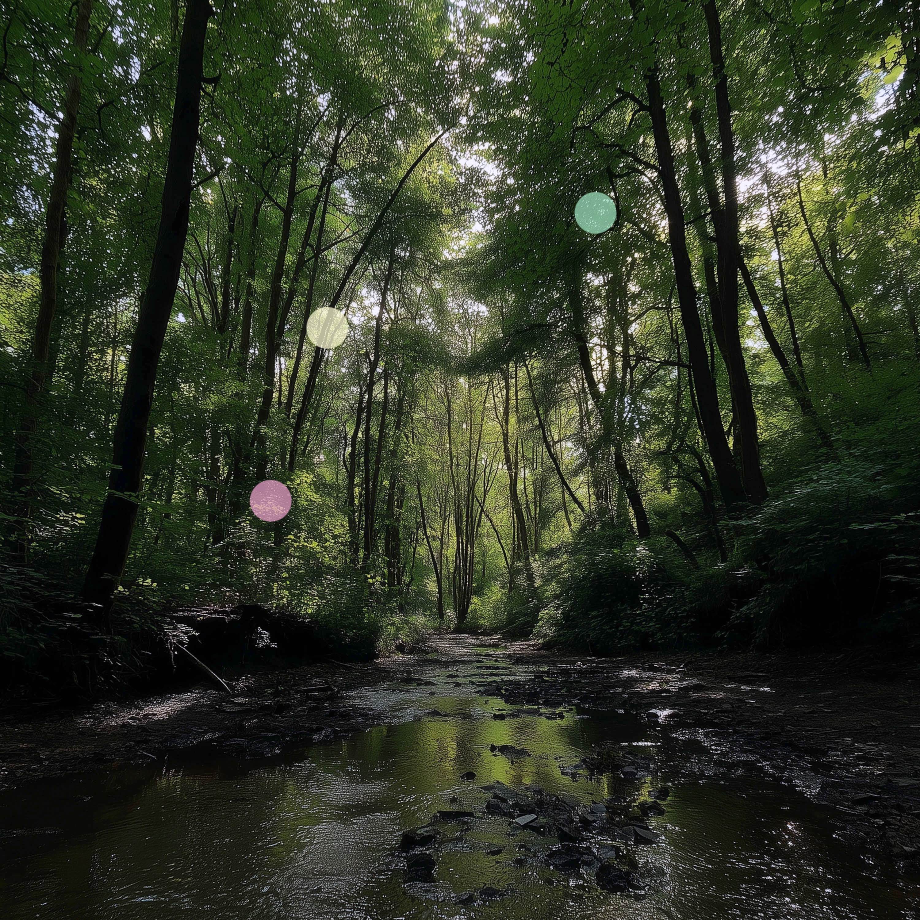 Bagno nella foresta | Bosco aperto con acqua corrente episode artwork
