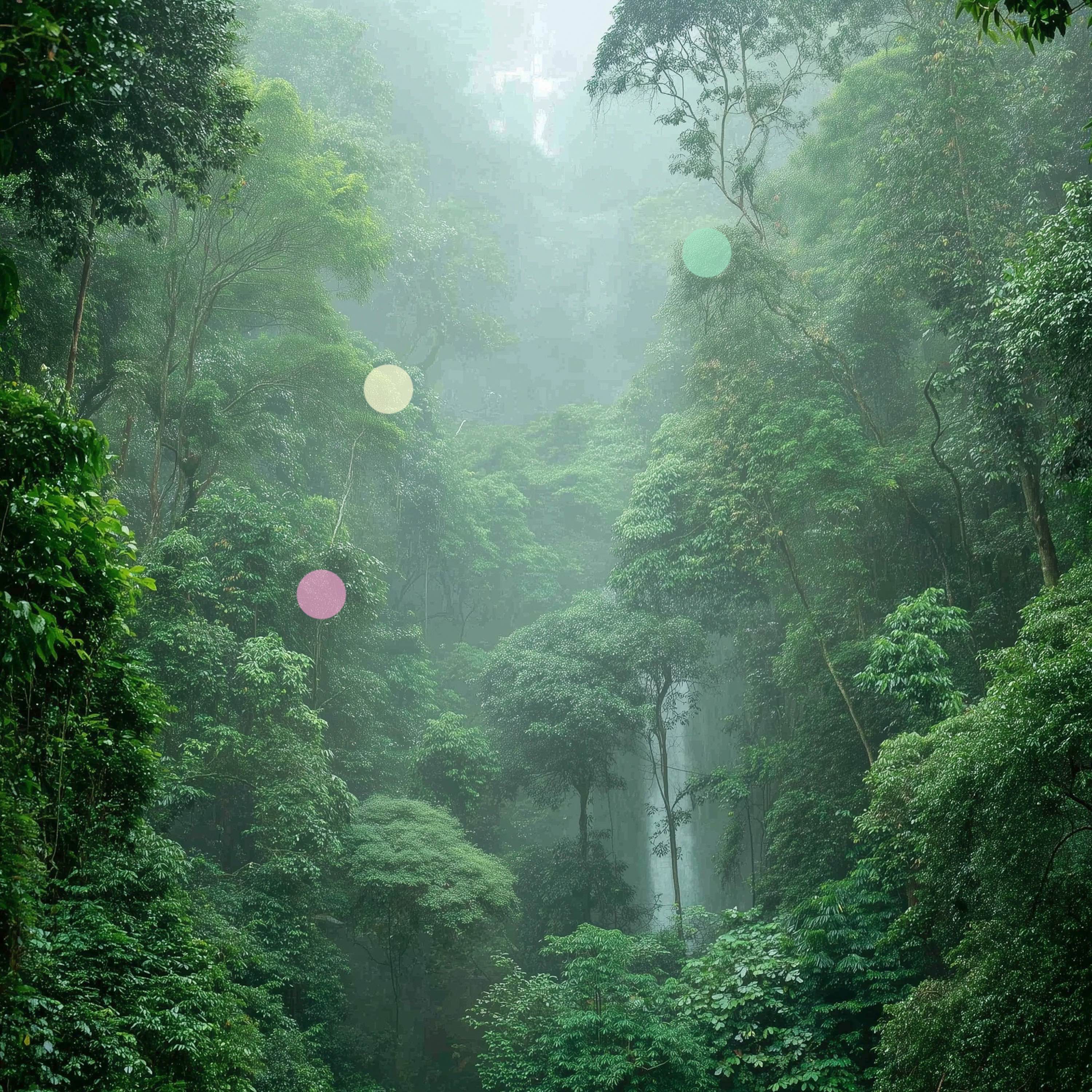 Foresta Pluviale a Ko Yao Yai | Cascata Lontana e Insetti Serali episode artwork