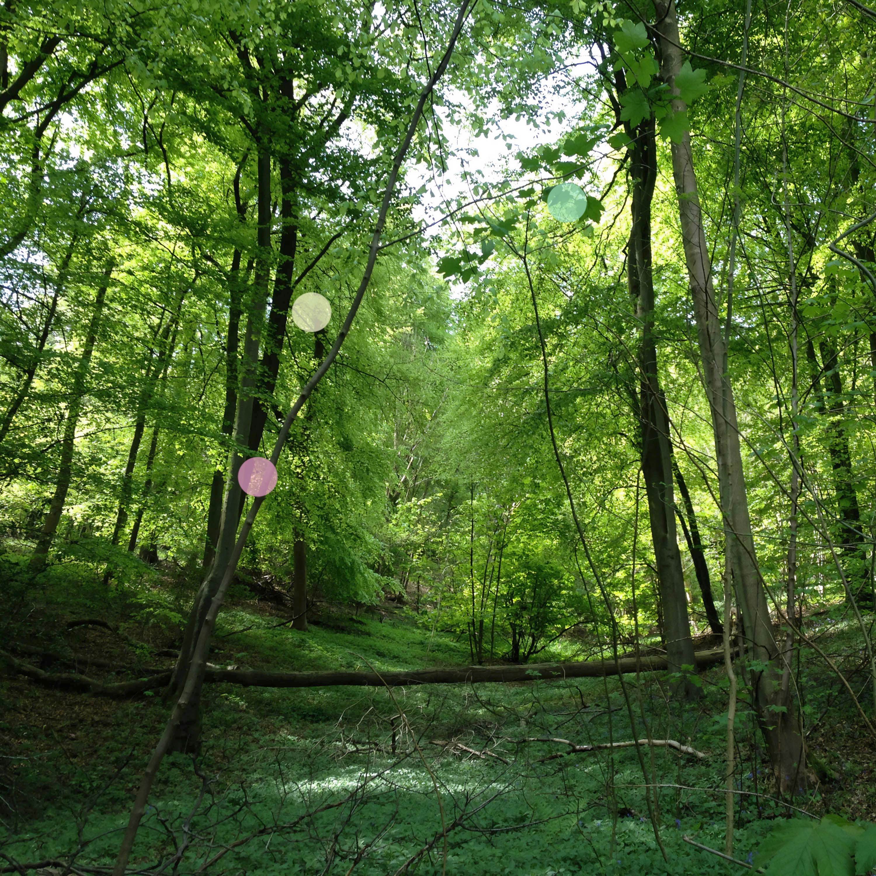 Una radura nel bosco all’inizio dell’estate episode artwork