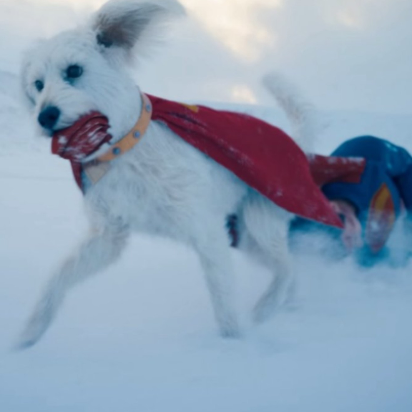 Adorable Video Shows James Gunn’s Dog Losing It Watching Krypto the Superdog in SUPERMAN