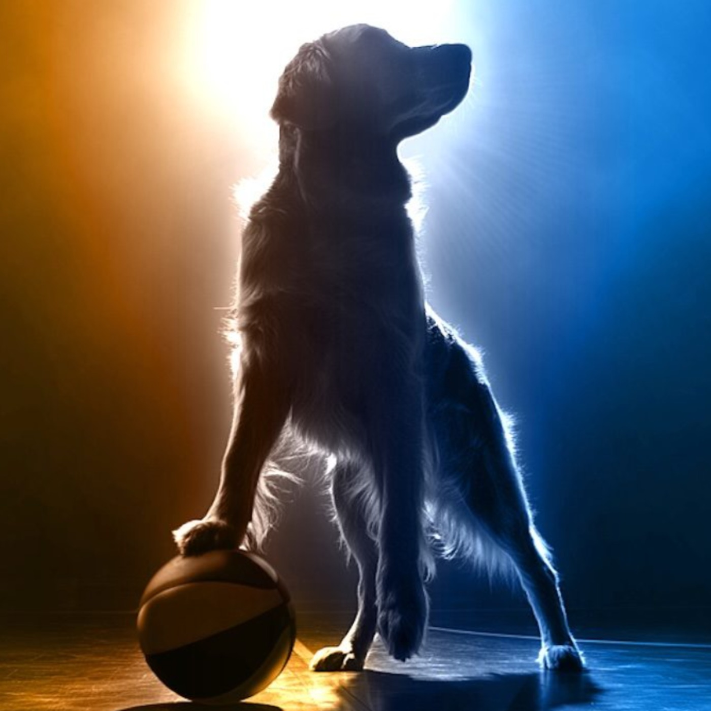 AIR BUD Returning in Franchise’s 15th Installment AIR BUD RETURNS