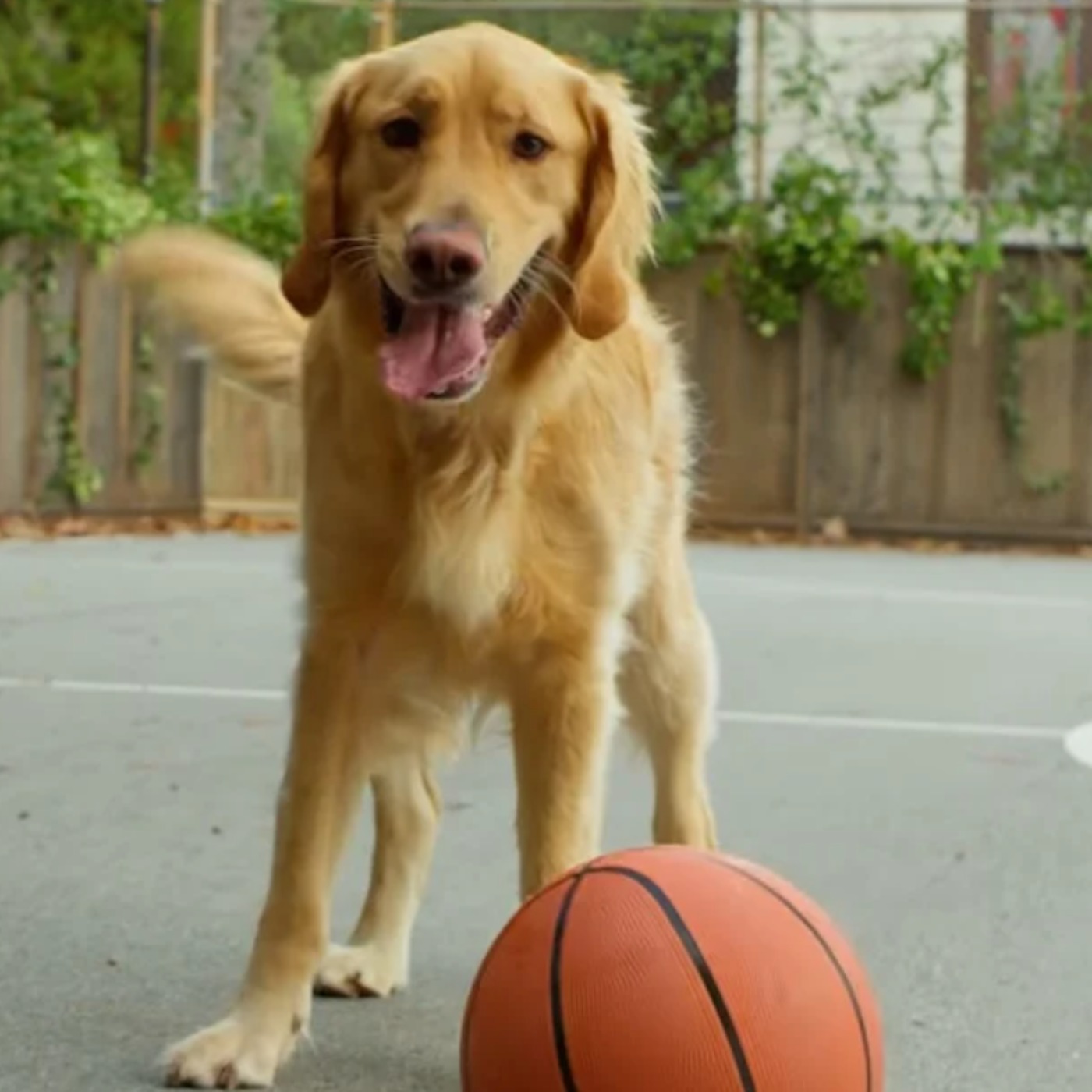AIR BUD RETURNS Trailer Made Me Think About How the Real Air Bud Is Dead episode artwork