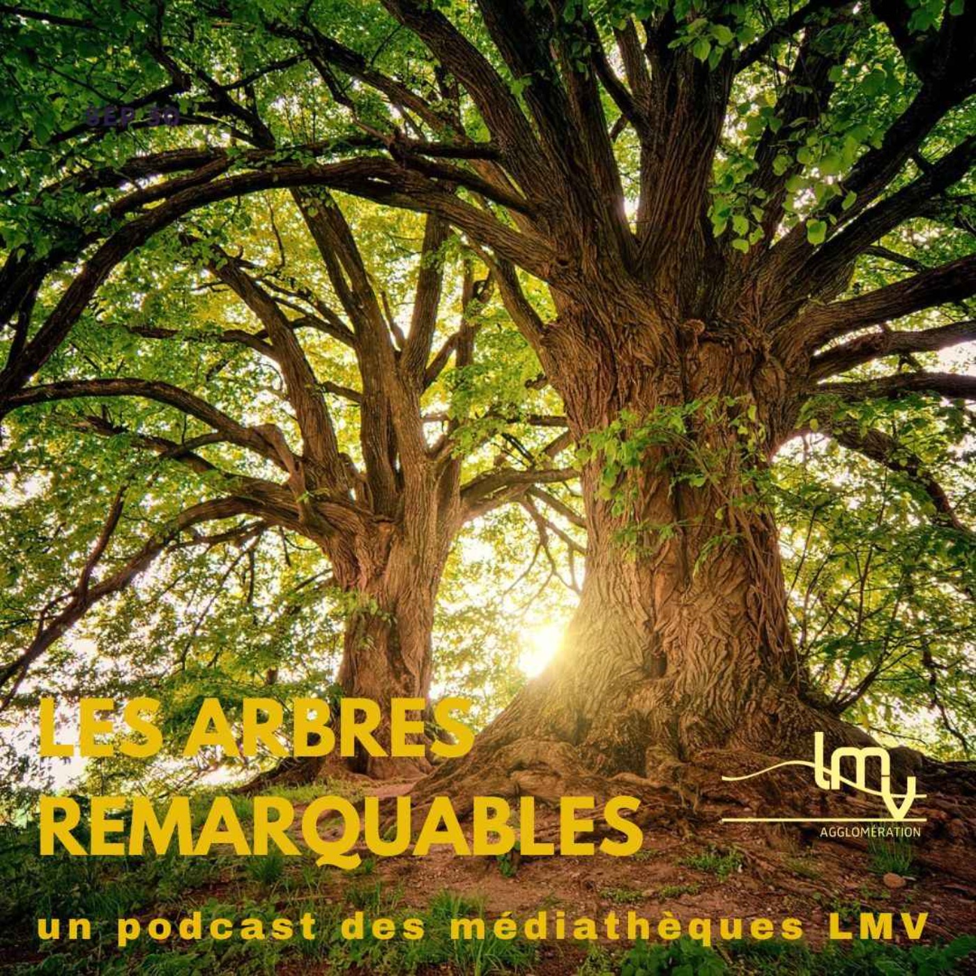 L’arbre du Ténéré, un arbre remarquable !