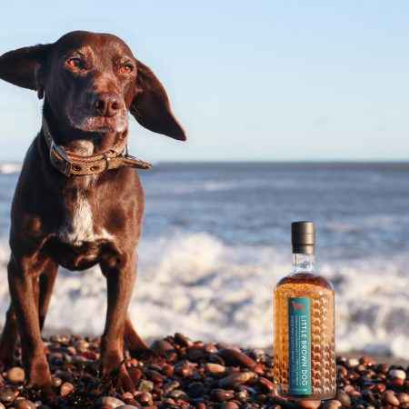 Little Brown Dog - The Independent Bottlers