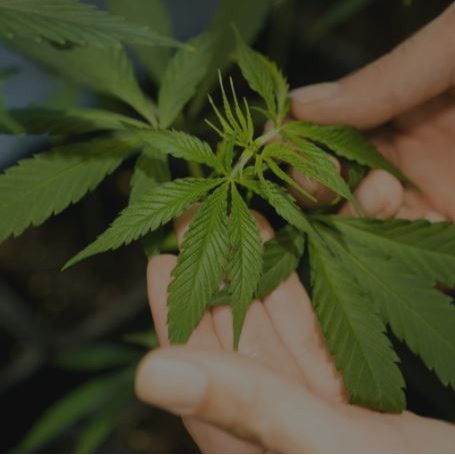 Marc-Boris St-Maurice : Légalisation du cannabis...le Québec est beaucoup trop frileux! episode artwork