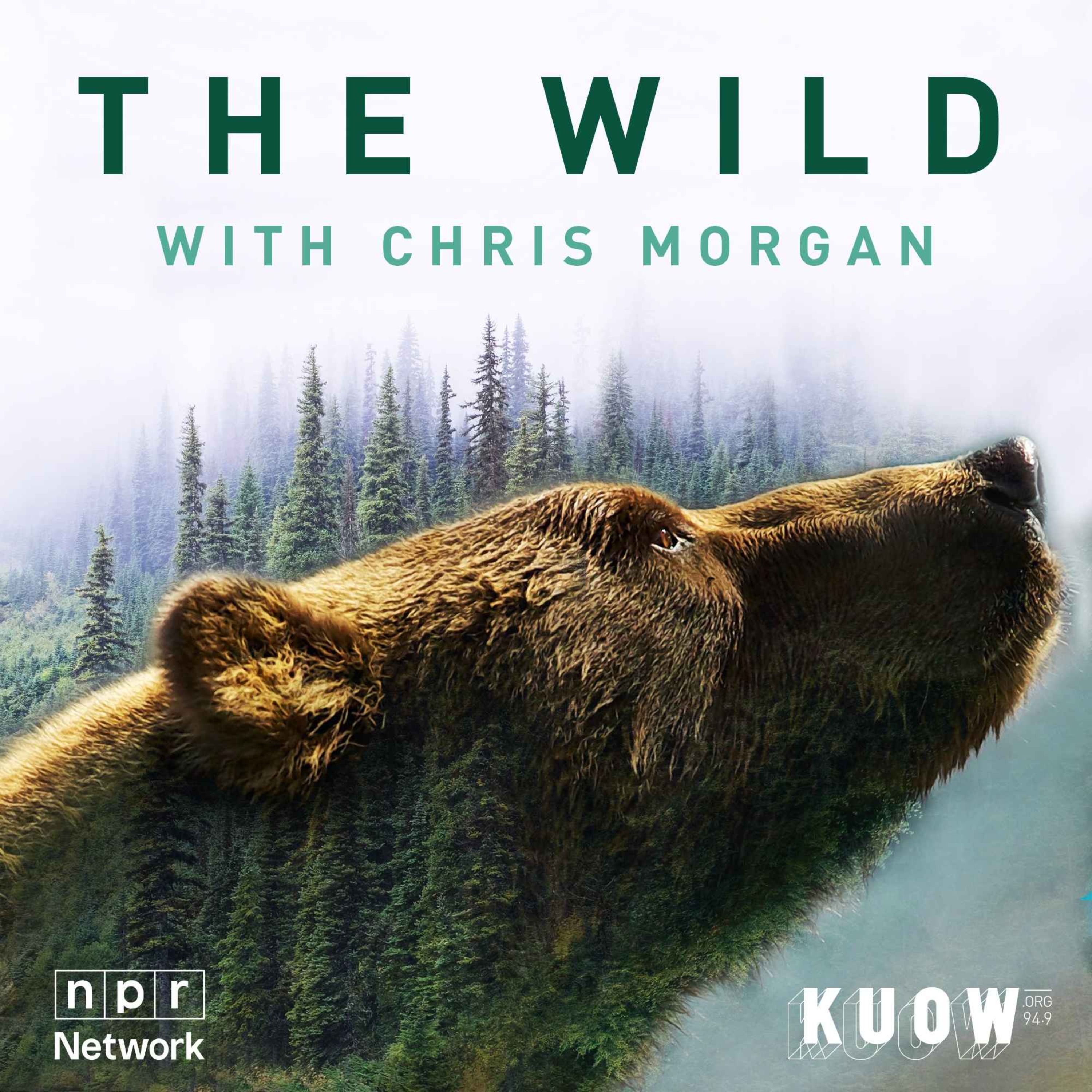 Recommended Listen: THE WILD with Chris Morgan