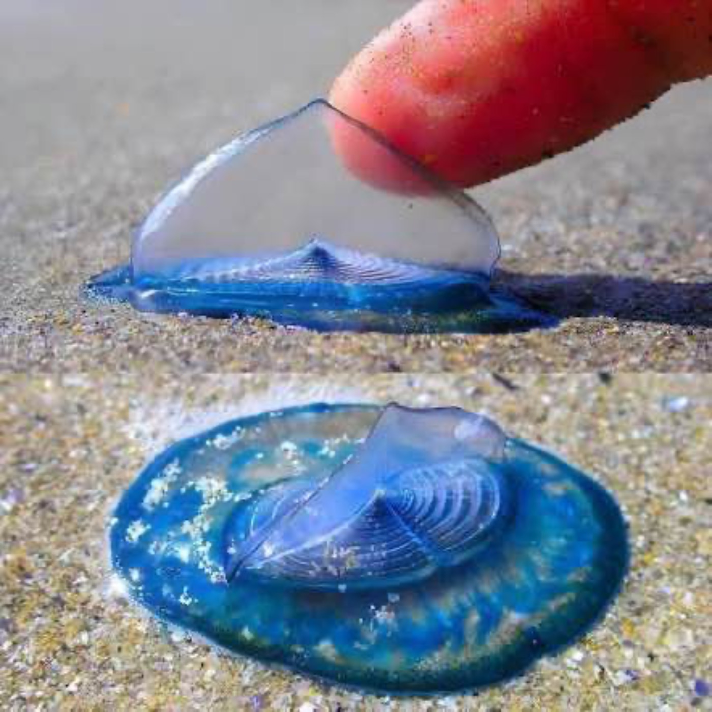 VELELLA VELELLA **NEW XCELLENT WORLD PODCAST** episode artwork