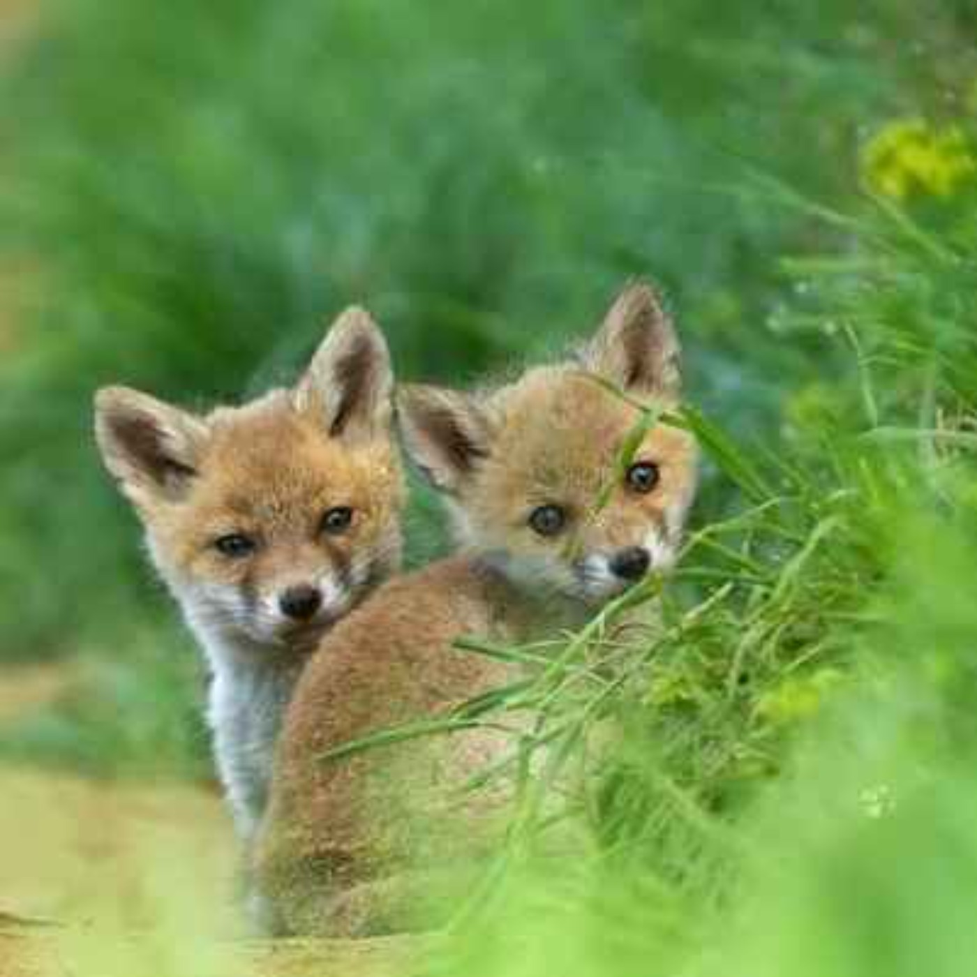 "Fox Hunting Makes People in Rural Ireland Look Like Savages”, Says Meath Farmer - 30/03/2026 episode artwork