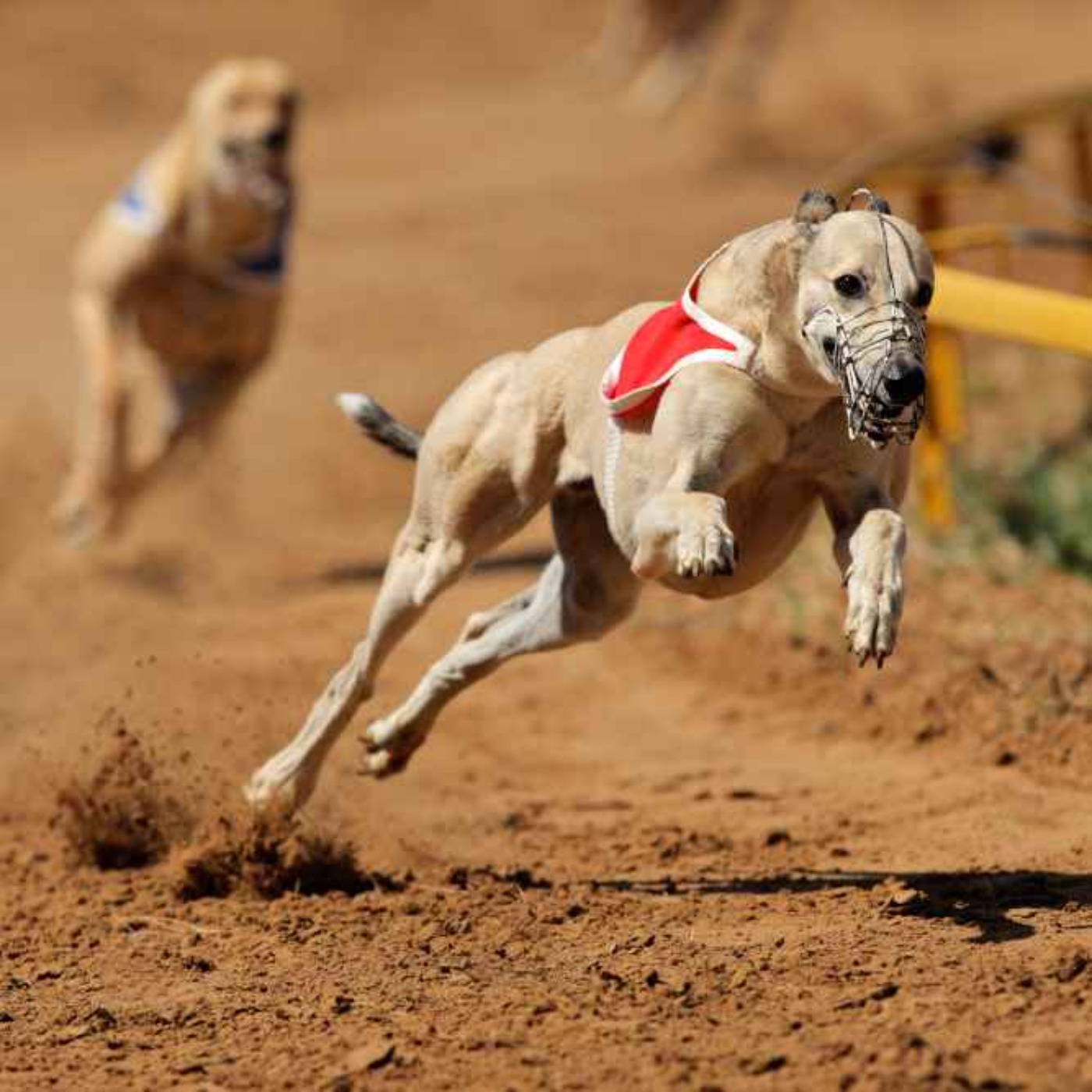 Greyhound Racing Could Not Survive in Ireland Without State Subsidy, Says Group Calling for End to Practice - 31/03/2026 episode artwork