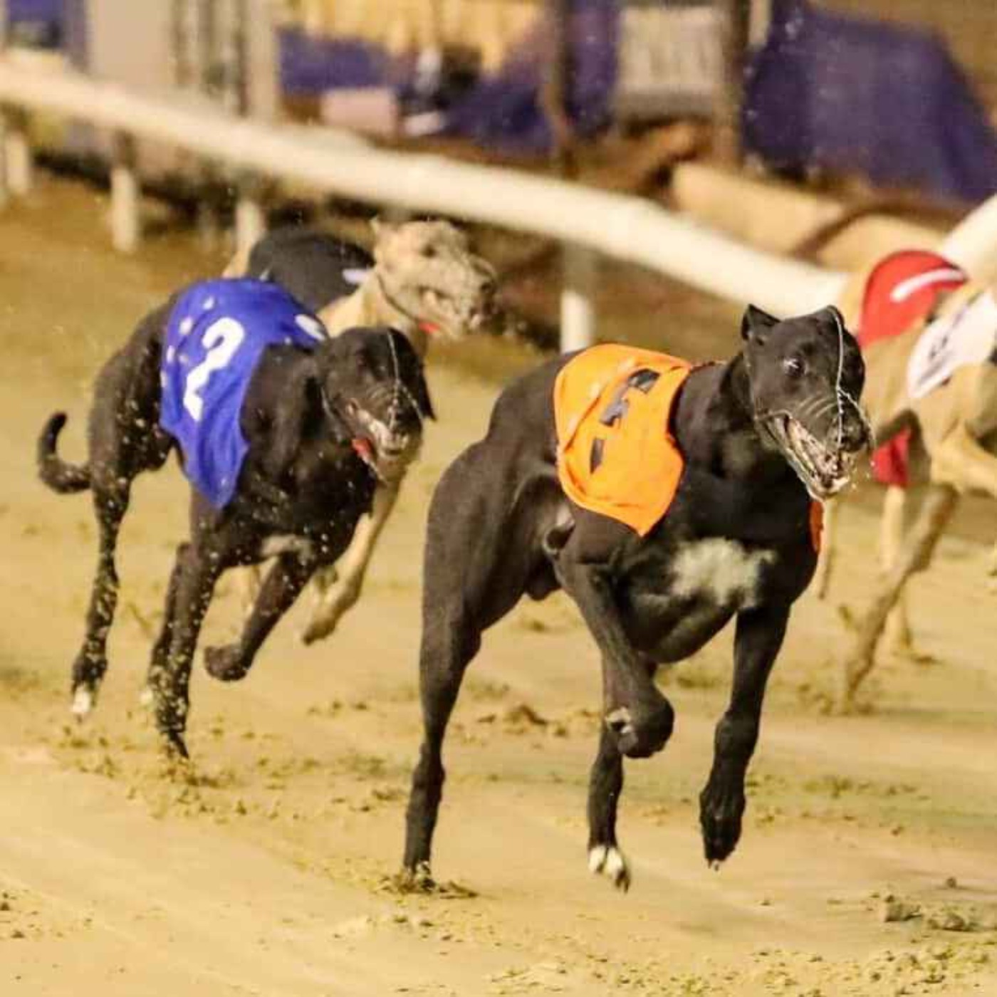 Chairman of the Irish Greyhounds Owners & Breeders Federation reacts to Greyhound Action Ireland calling for Government to end greyhound racing subsidies  episode artwork