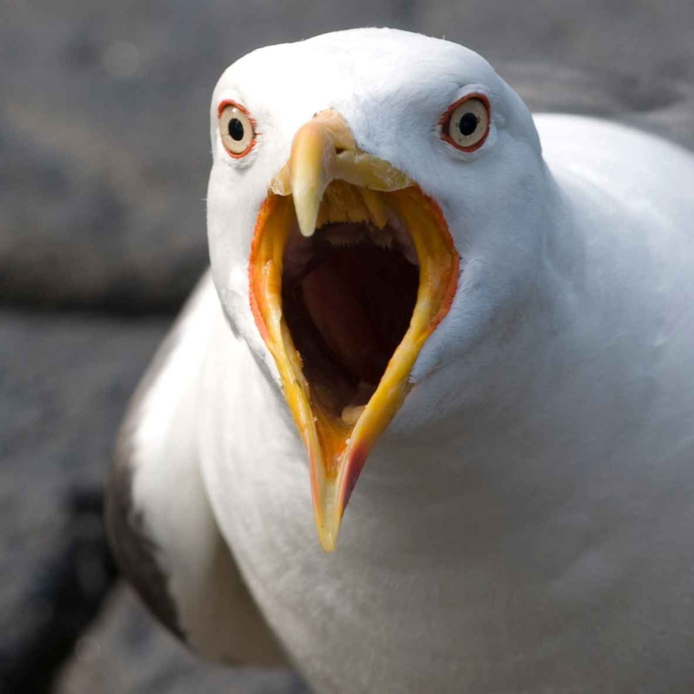 Louth Councillor Calls for Birds of Prey to be Used to Cull the Number of Seagulls - 22/04/2026 episode artwork