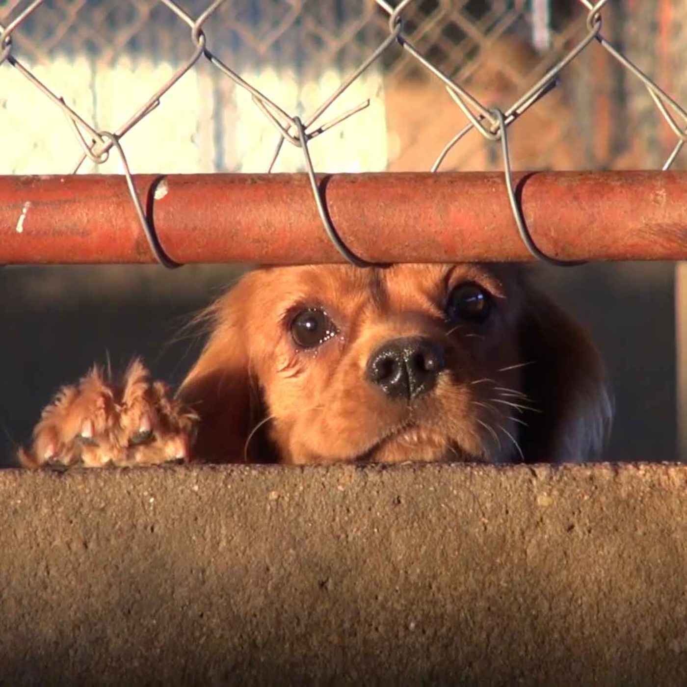 Puppy Farms Exposed: The Dark Side of Ireland’s Dog Industry - 27/04/2026 episode artwork