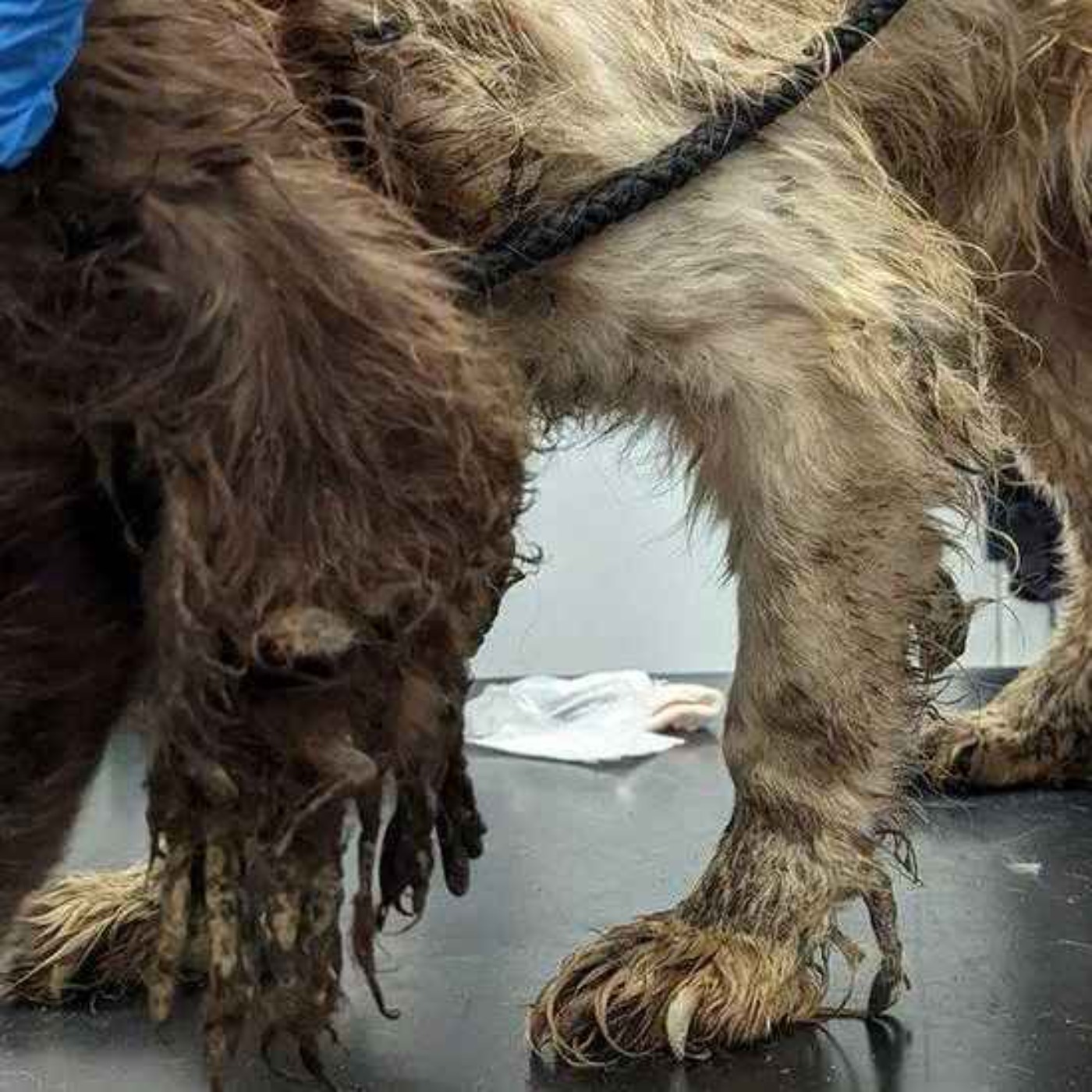 He poured boiling water over the family dog” - Sonas Calls for Irish Law Reform to Recognise Pet Abuse as a Form of Coercive Control episode artwork