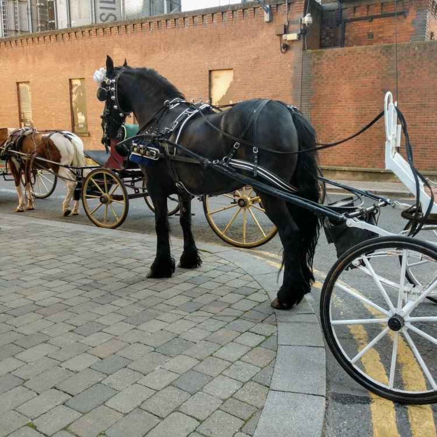 NSPCA Calls for Ban on Horse-Drawn Carriages - 14/05/2026 episode artwork