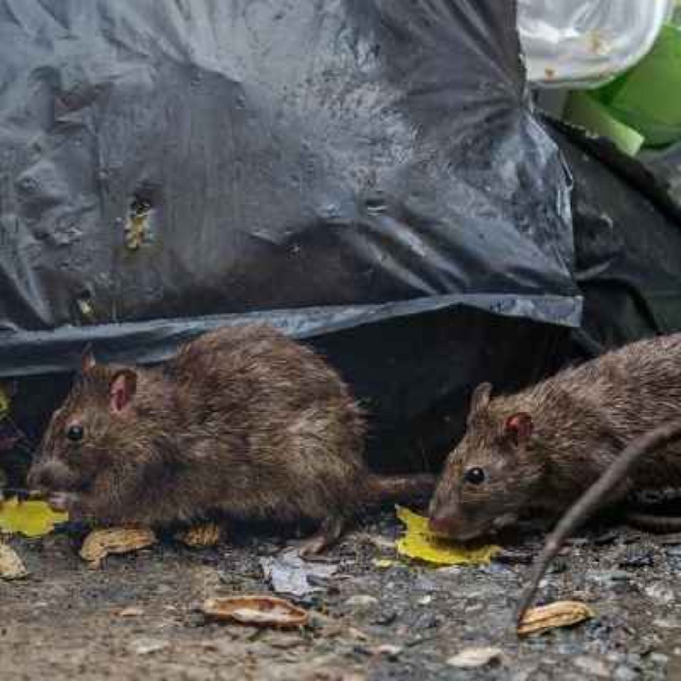 Concerns Raised Over Huge Increased Rat Activity in Drogheda -  22/05/2026 episode artwork