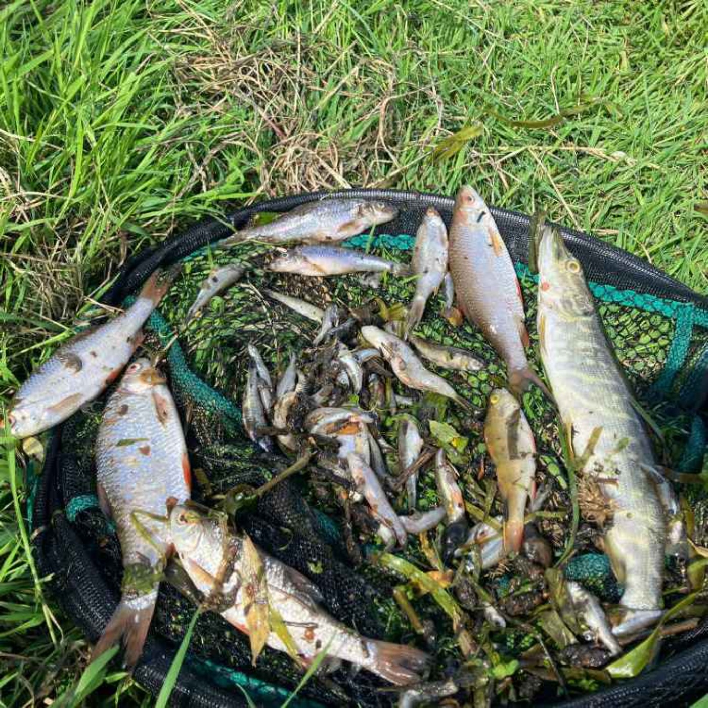Investigation Underway Into "Significant Fish Kill" on River Glyde - 04/06/2026 episode artwork