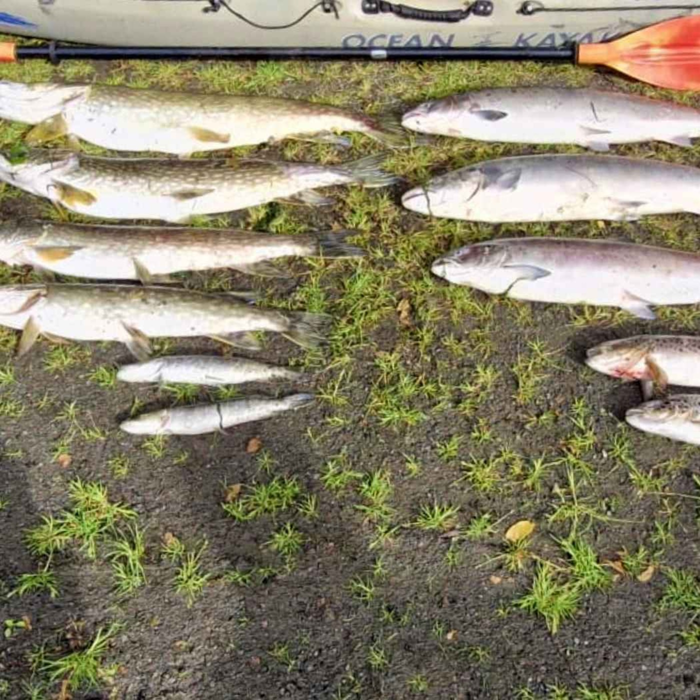 Update: Devastation on River Glyde as Massive Fish Kill Leaves Over 20,000 Dead - 08/06/2026 episode artwork