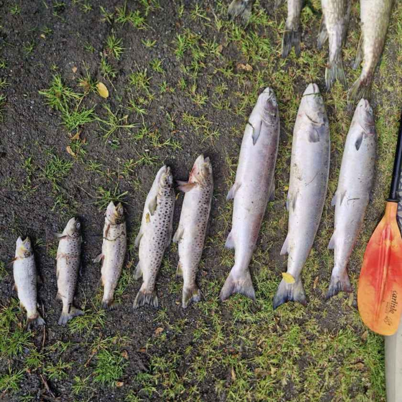 New Protocol for Responding to Major Fish-Kill Incidents Launched - 25/06/2026 episode artwork