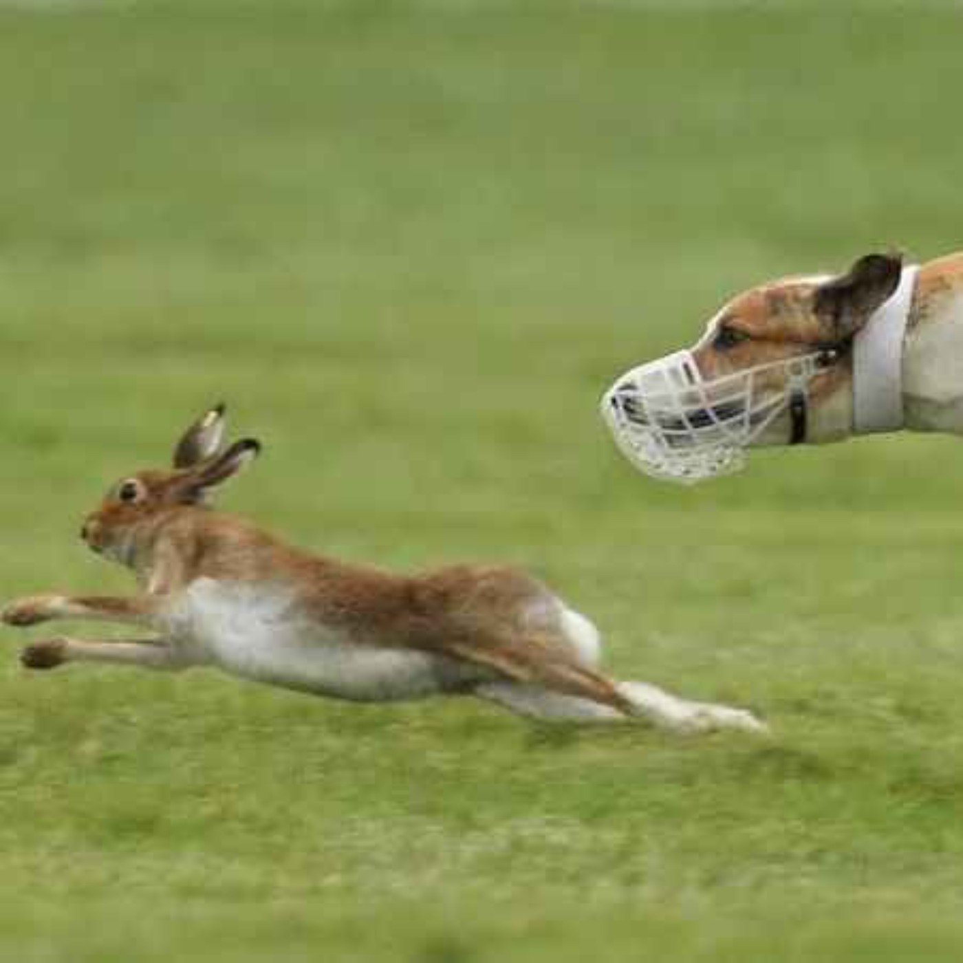 "Comparison Between Hares and Domesticated Pets is Nonsense", Fianna Fáil TD Tells LMFM Ahead of Hare Coursing Ban Motion - 06/07/2026 episode artwork